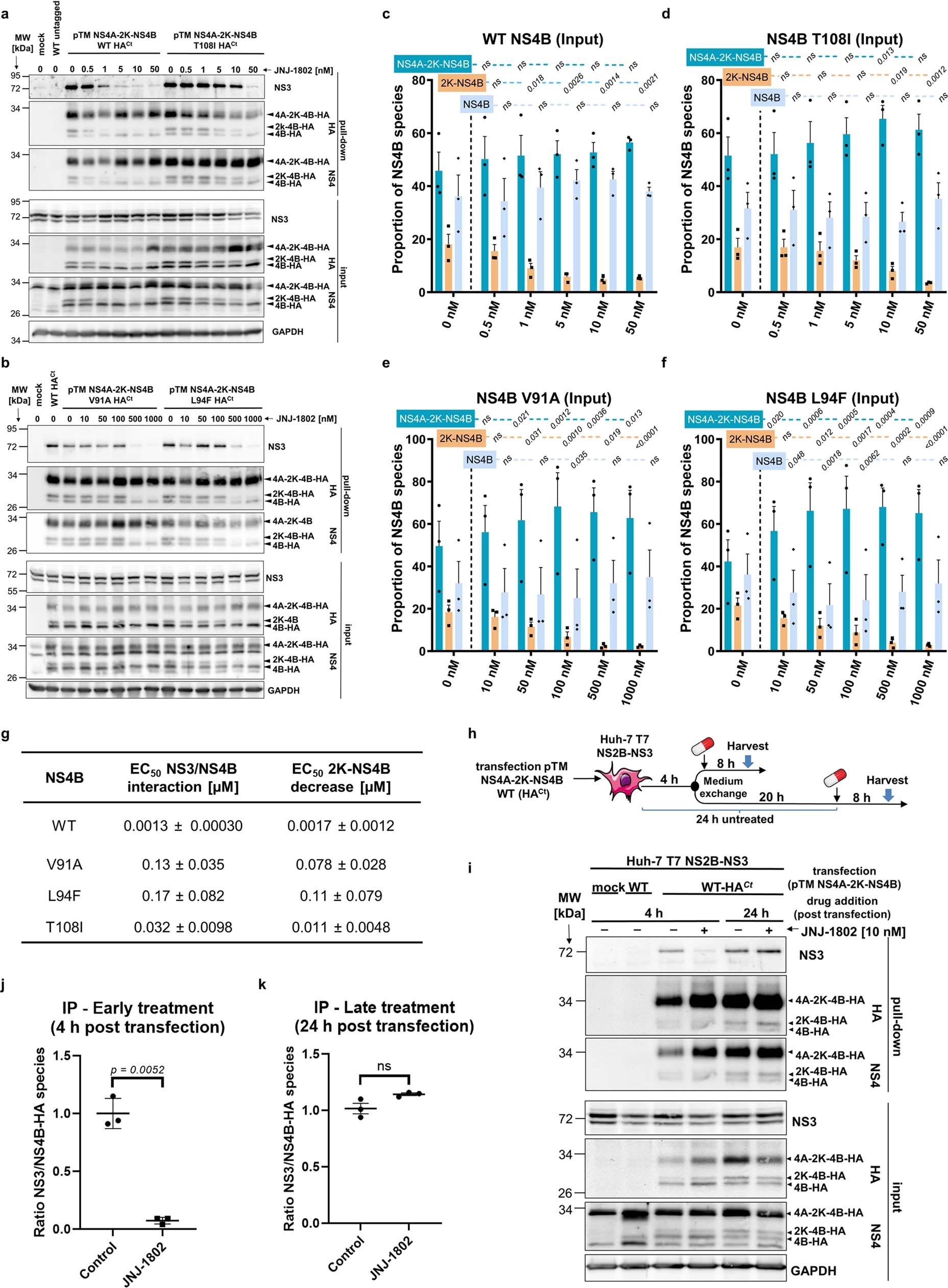 Extended Data Fig. 2: JNJ-1802 prevents DENV NS3-NS4B interaction.