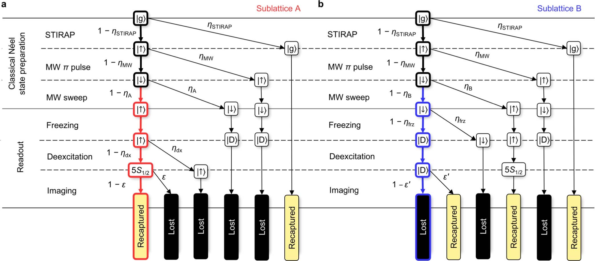 Extended Data Fig. 2: Simplified error tree associated to the preparation of the initial Néel state, for a the atoms in sublattice A (non-addressed), and b in sublattice B (addressed).