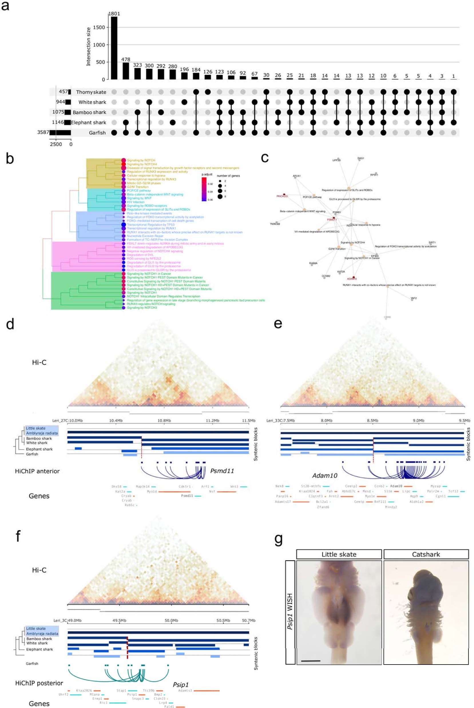Extended Data Fig. 8: Rearranged TADs in the skate lineage involve PCP-related genes.