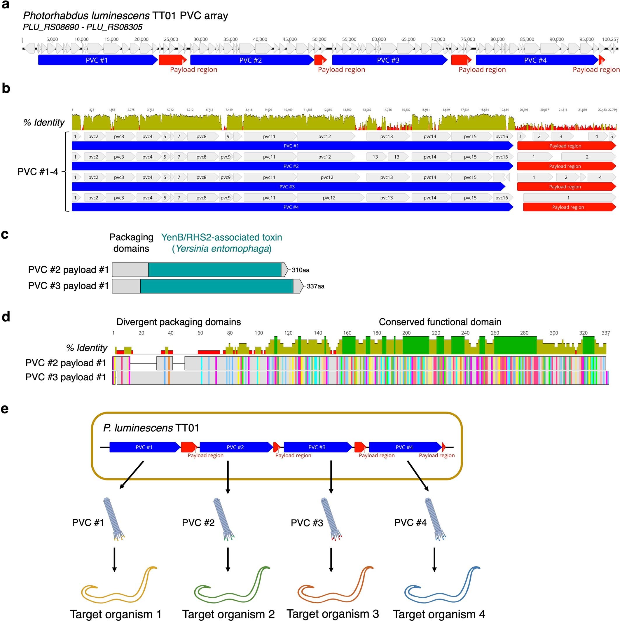 Extended Data Fig. 9: The PVC array in P. luminescens TT01 reveals a multiplexed protein delivery strategy.