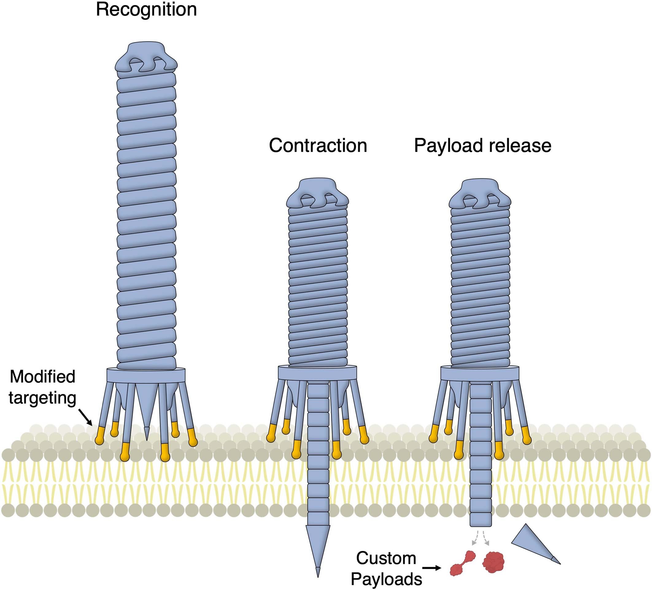 Extended Data Fig. 10: Model for protein delivery via reprogrammed PVCs.