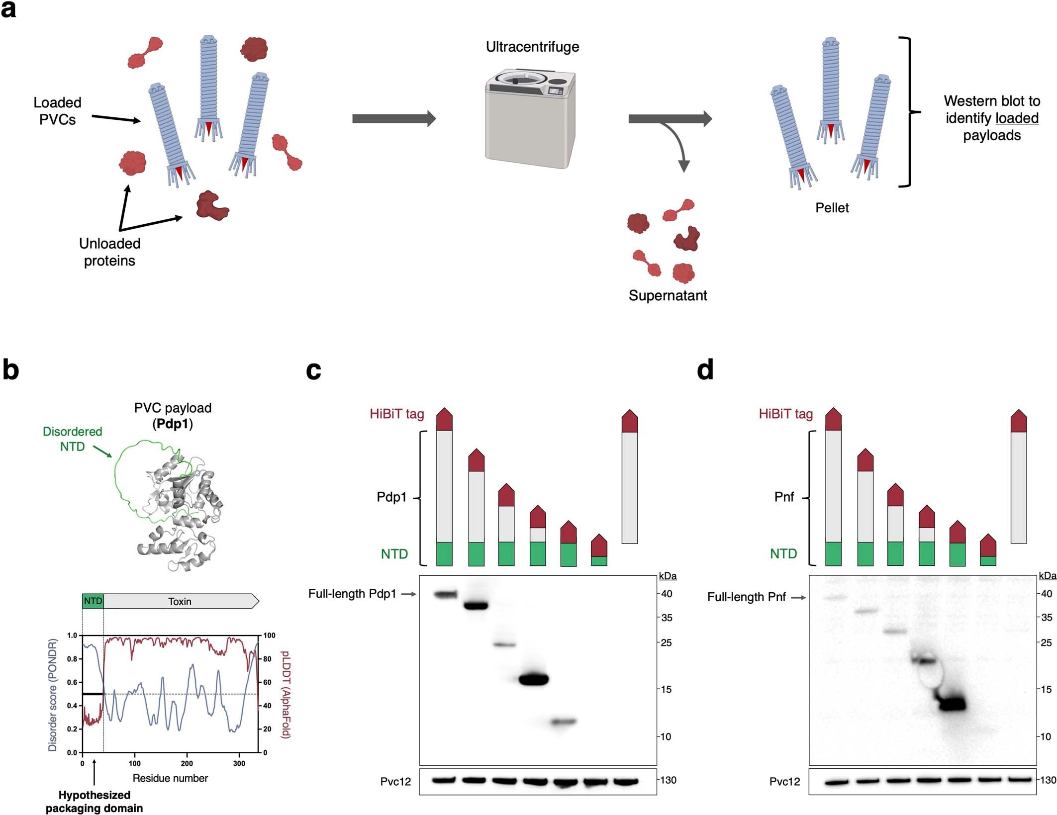 Extended Data Fig. 3: PVC payloads Pdp1 and Pnf are loaded via N-terminal packaging domains.