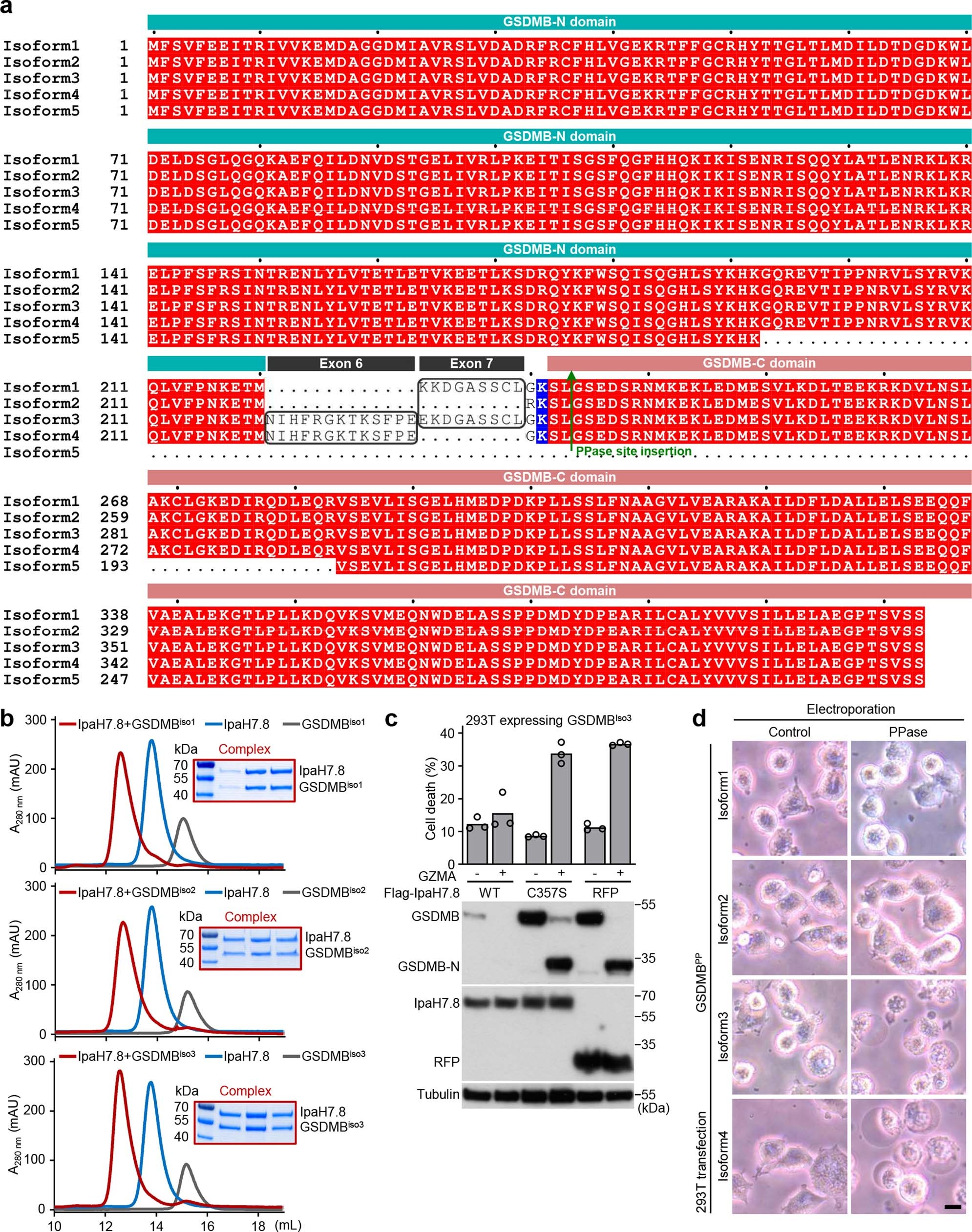 Extended Data Fig. 4: Sequence differences in GSDMB isoforms and characterizations of their functions.