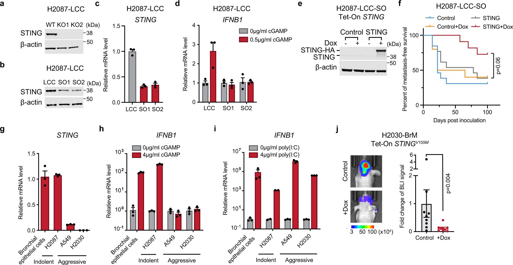 Extended Data Fig. 5: Perturbation of STING activity in human LUAD models.