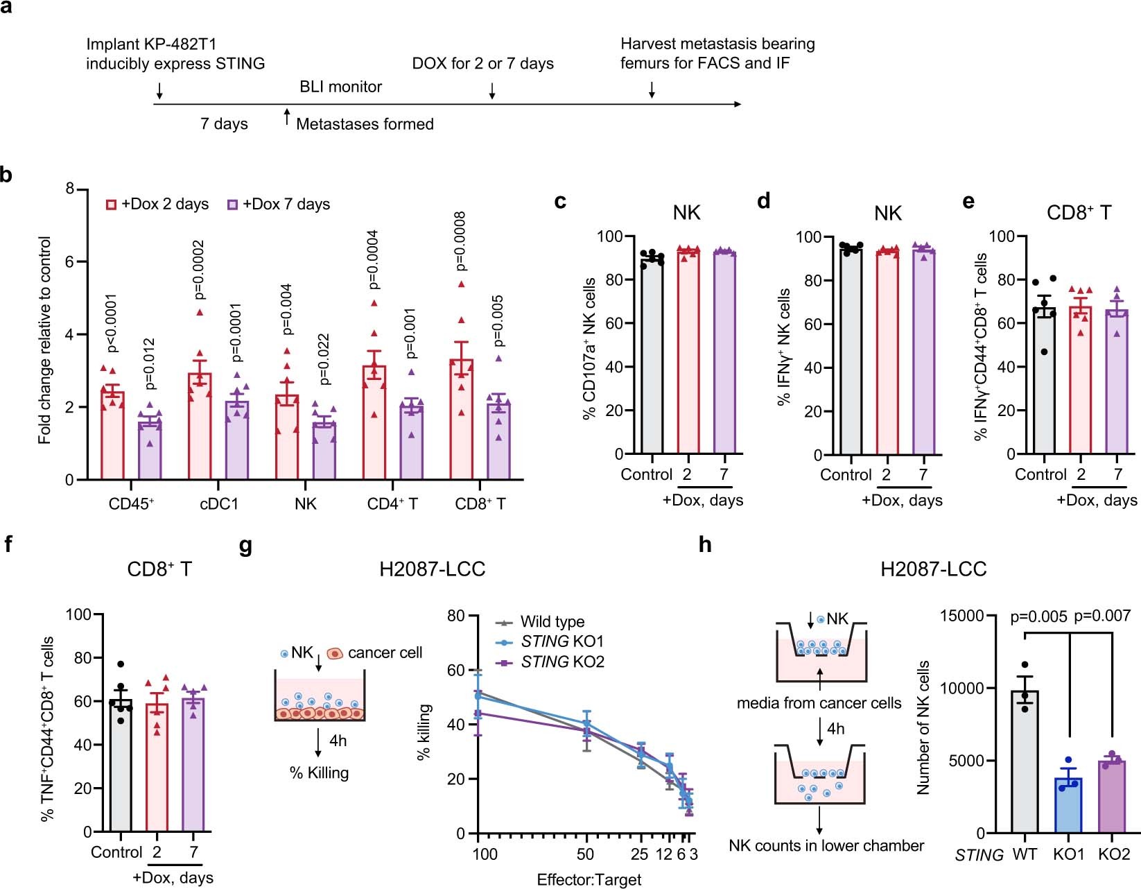 Extended Data Fig. 8: Cancer cell STING increases NK and T cell levels in metastases.
