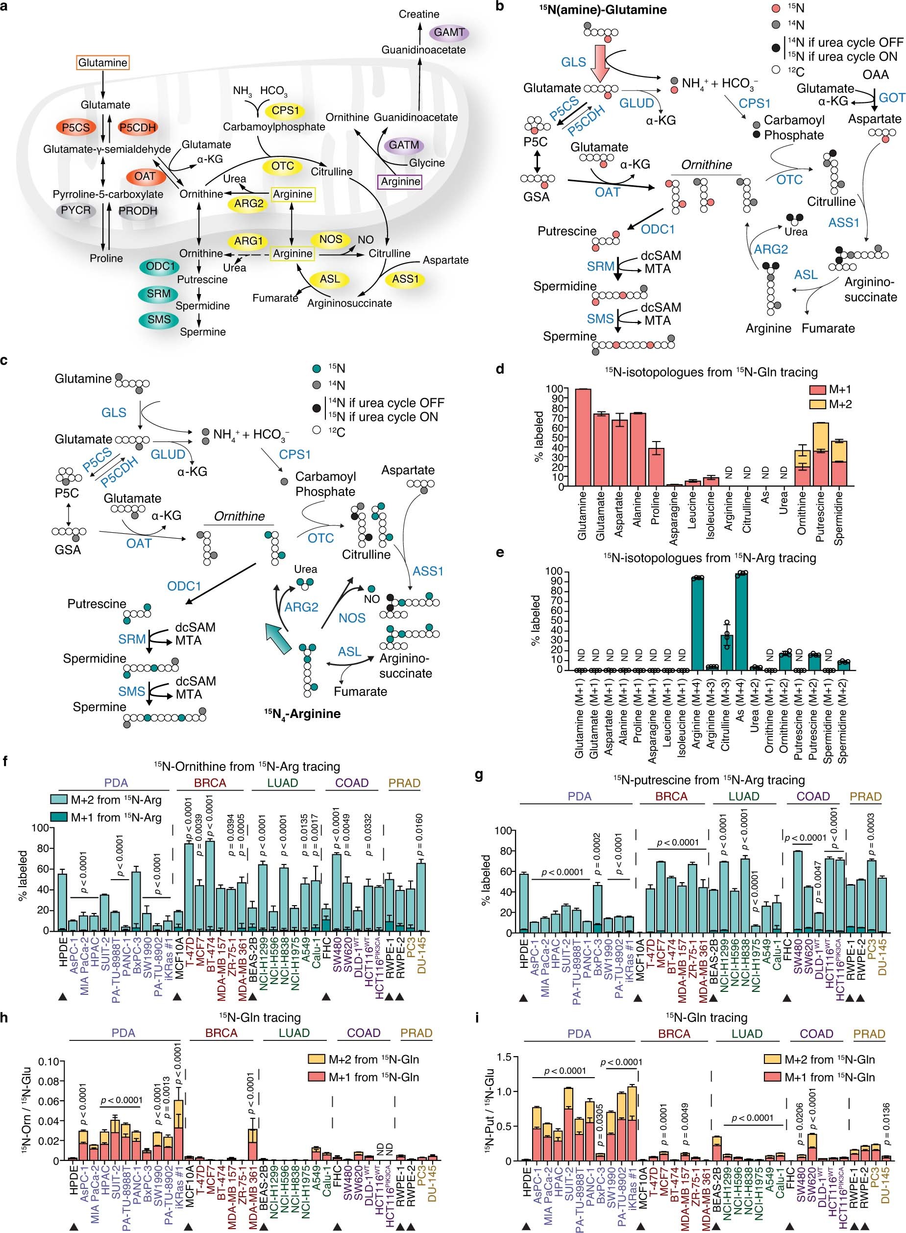 Extended Data Fig. 1: PDA favors the use of glutamine over arginine for polyamine synthesis.