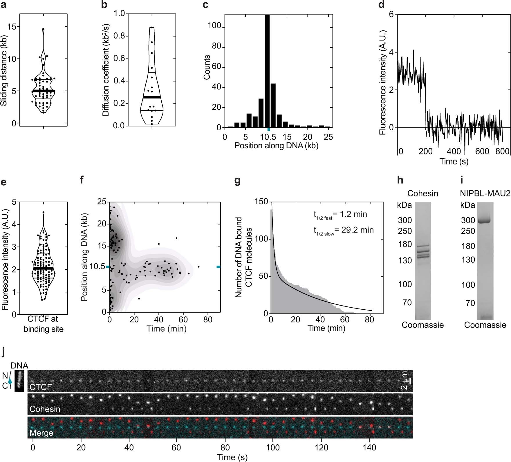 Extended Data Fig. 1: Recombinant CTCF characterization.