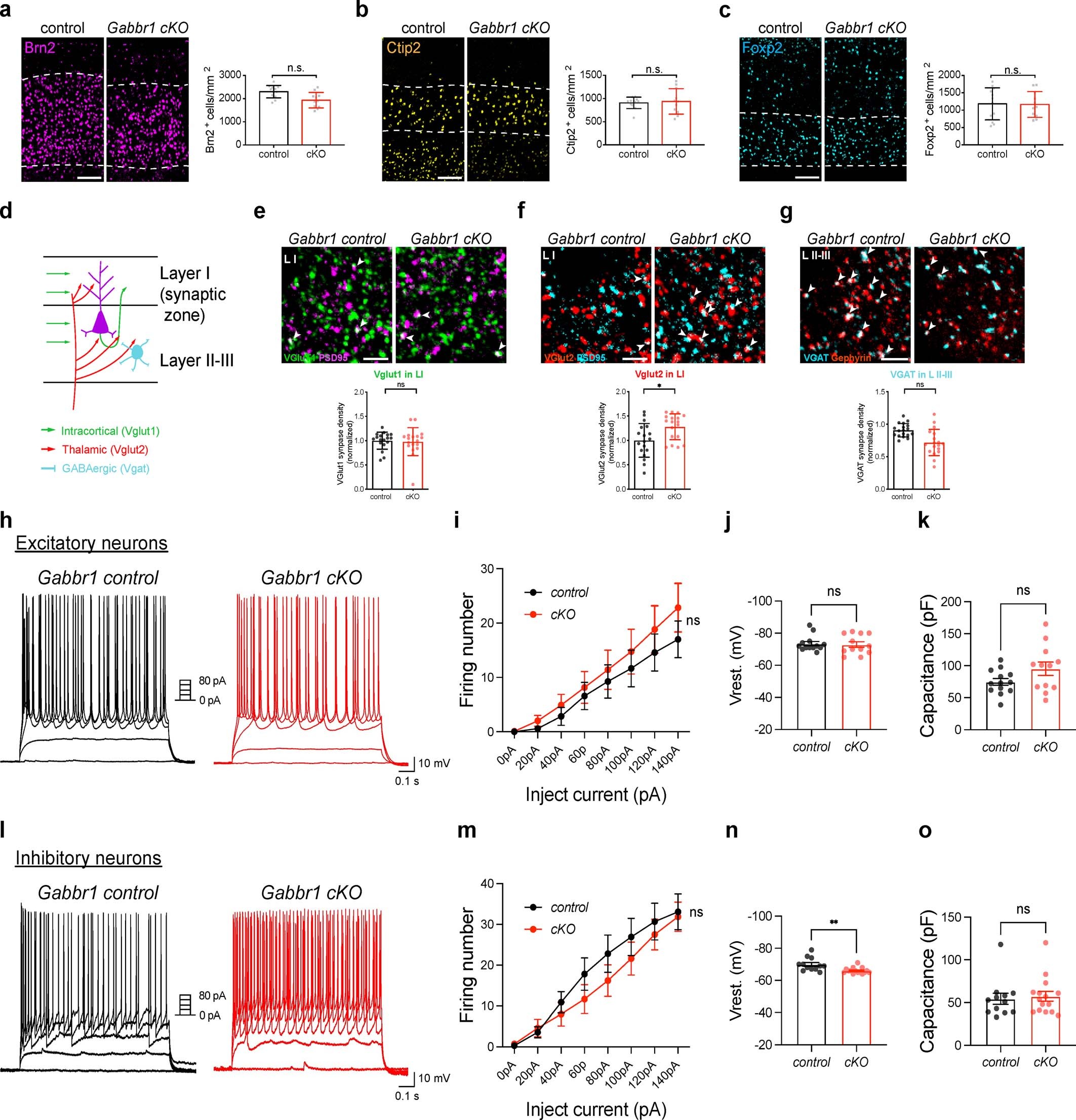 Extended Data Fig. 6: Analysis of cortical neurons in the Gabbr1-cKO mouse line.