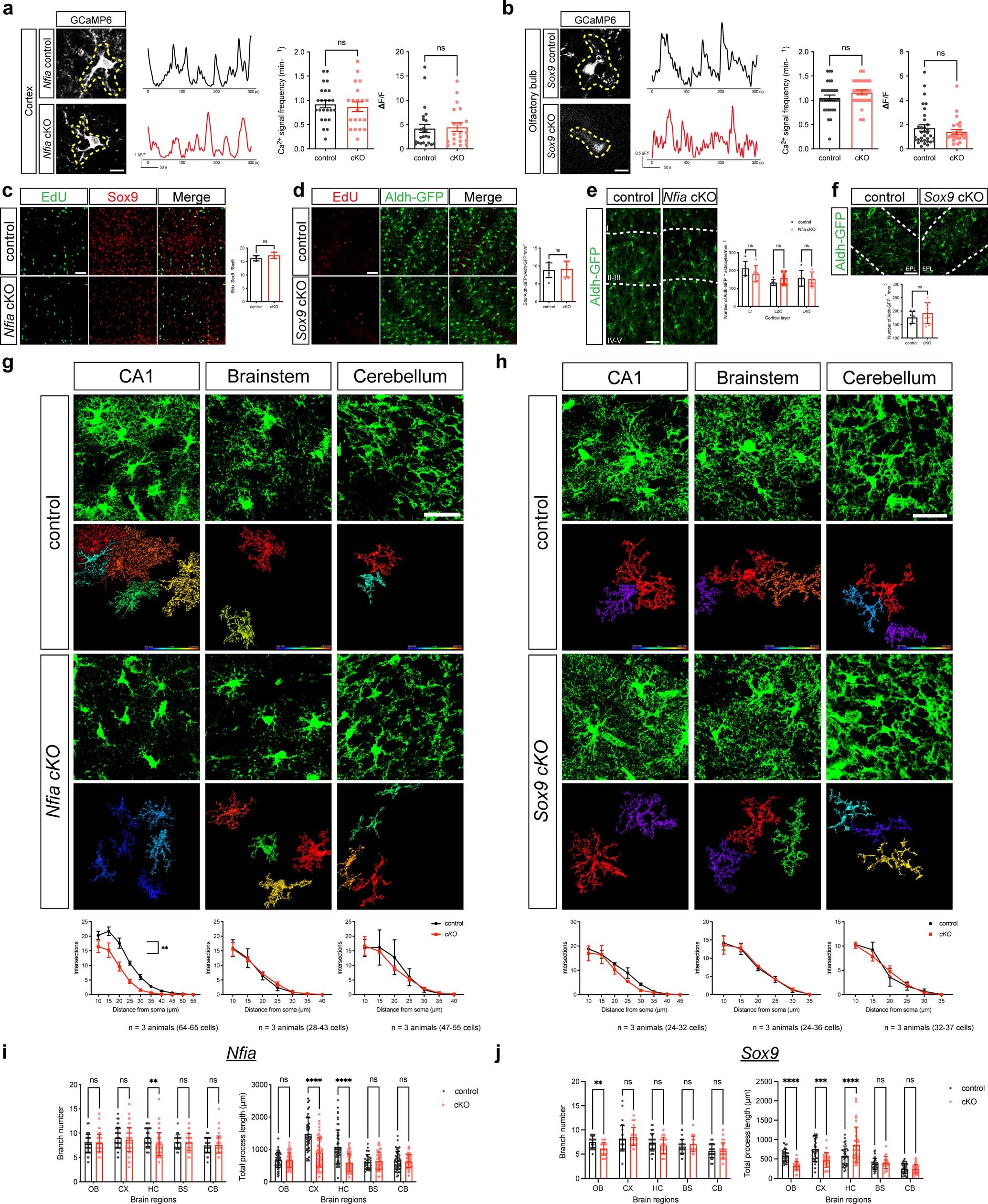 Extended Data Fig. 10: Analysis of astrocyte morphogenesis in the Sox9-cKO and Nfia-cKO mouse lines.