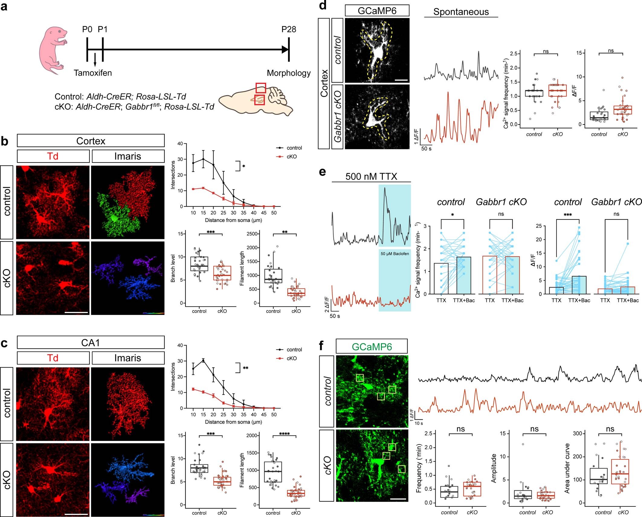 Extended Data Fig. 4: Analysis of Ca2+ activity and sparsely labelled astrocytes in Gabbr1-cKO astrocytes.