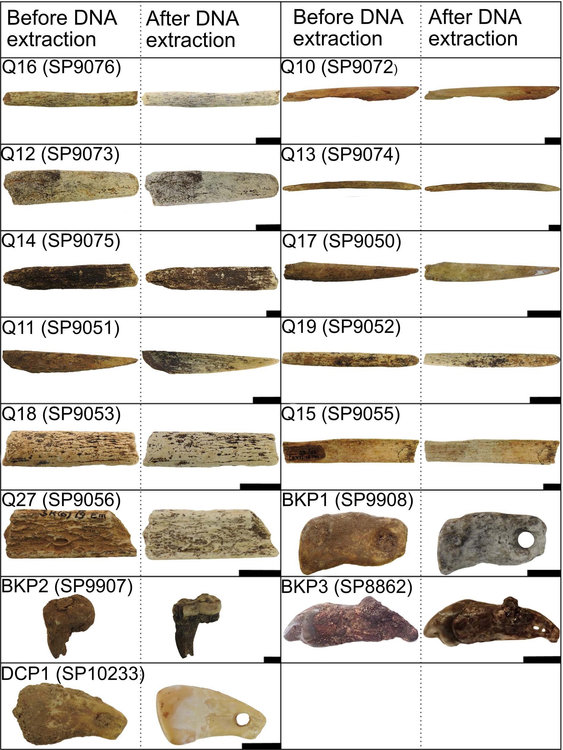 Extended Data Fig. 3: Artefacts before and after DNA extraction.