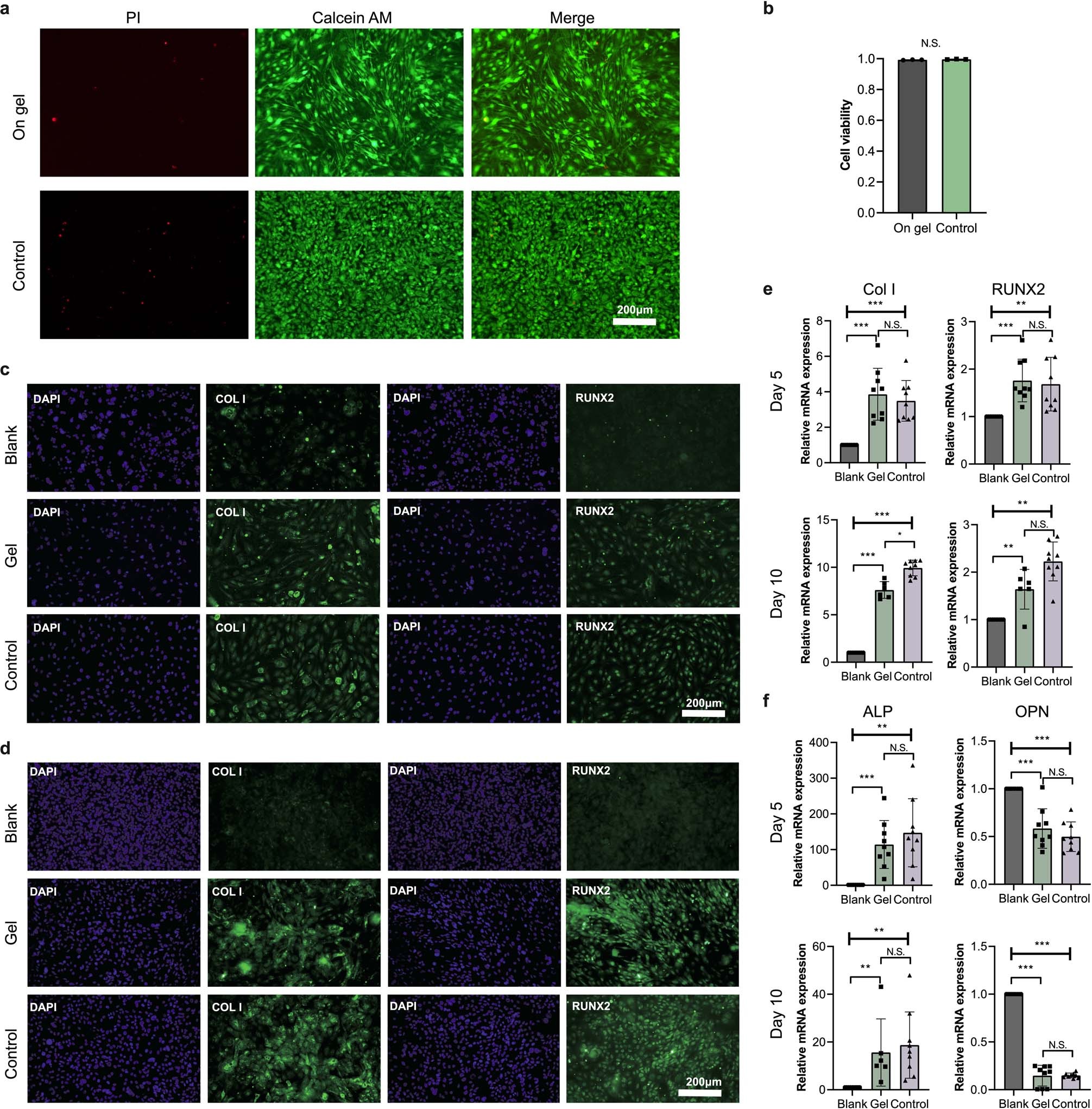 Extended Data Fig. 6: N-DC Fn-(Cys-FL)4-RGD-(Cys-FL)4-RDG (FLRGD) hydrogels support cell adhesion, spreading, proliferation and differentiation of mouse osteoprogenitor MC3T3-E1 cells.
