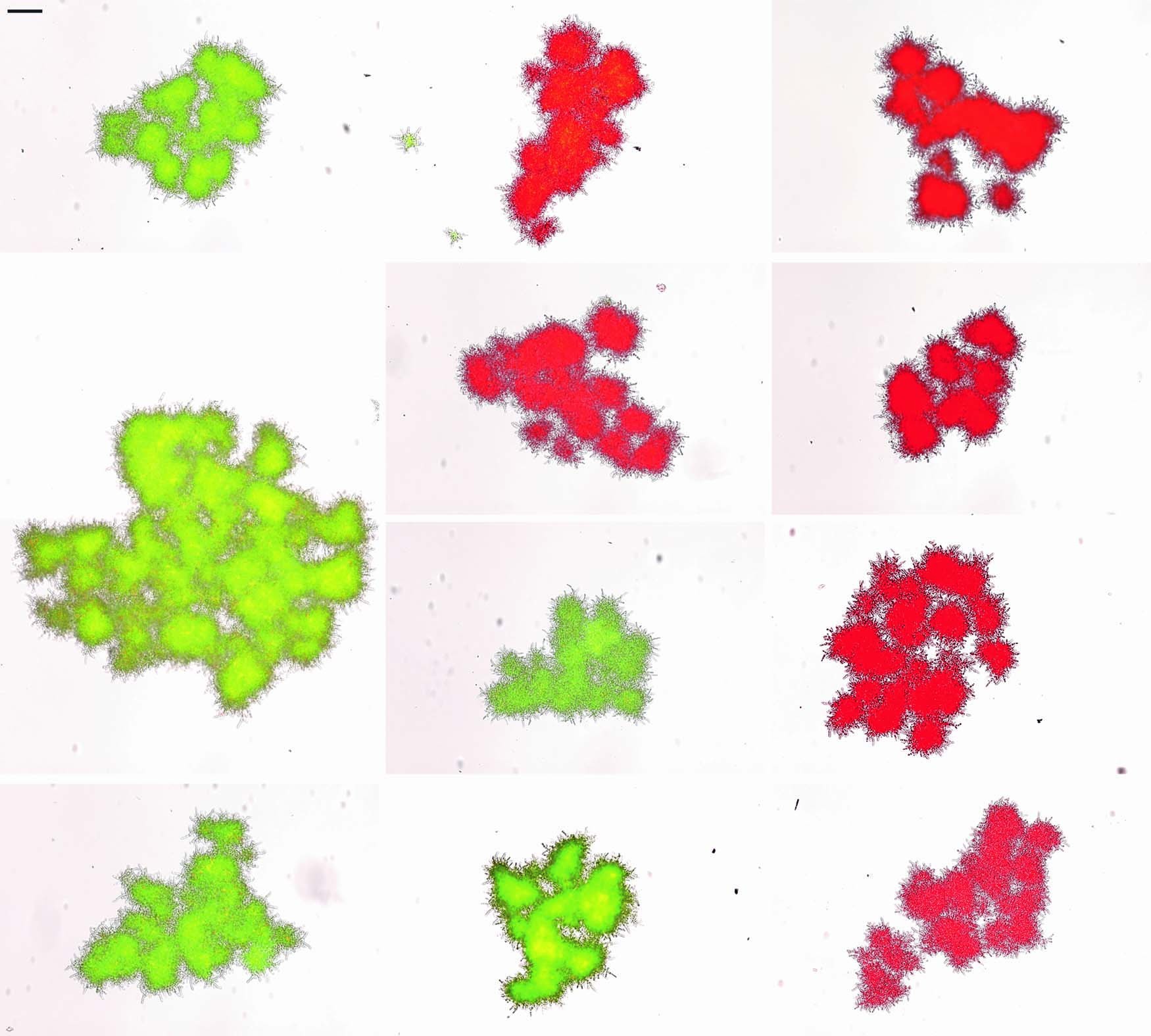 Extended Data Fig. 6: Macroscopic snowflake yeast are monoclonal, growing via permanent mother-daughter cellular bonds, not aggregation.