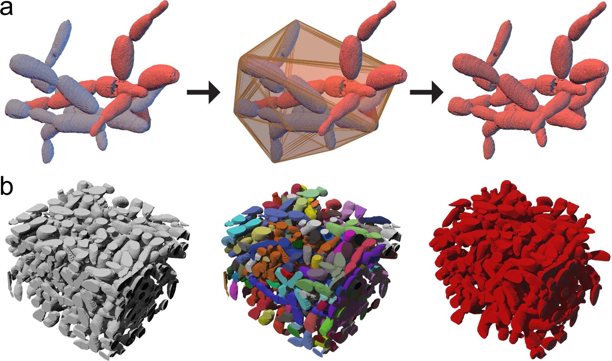 Extended Data Fig. 7: Quantifying entanglement via analysis of the topology and geometry of a snowflake yeast cluster.