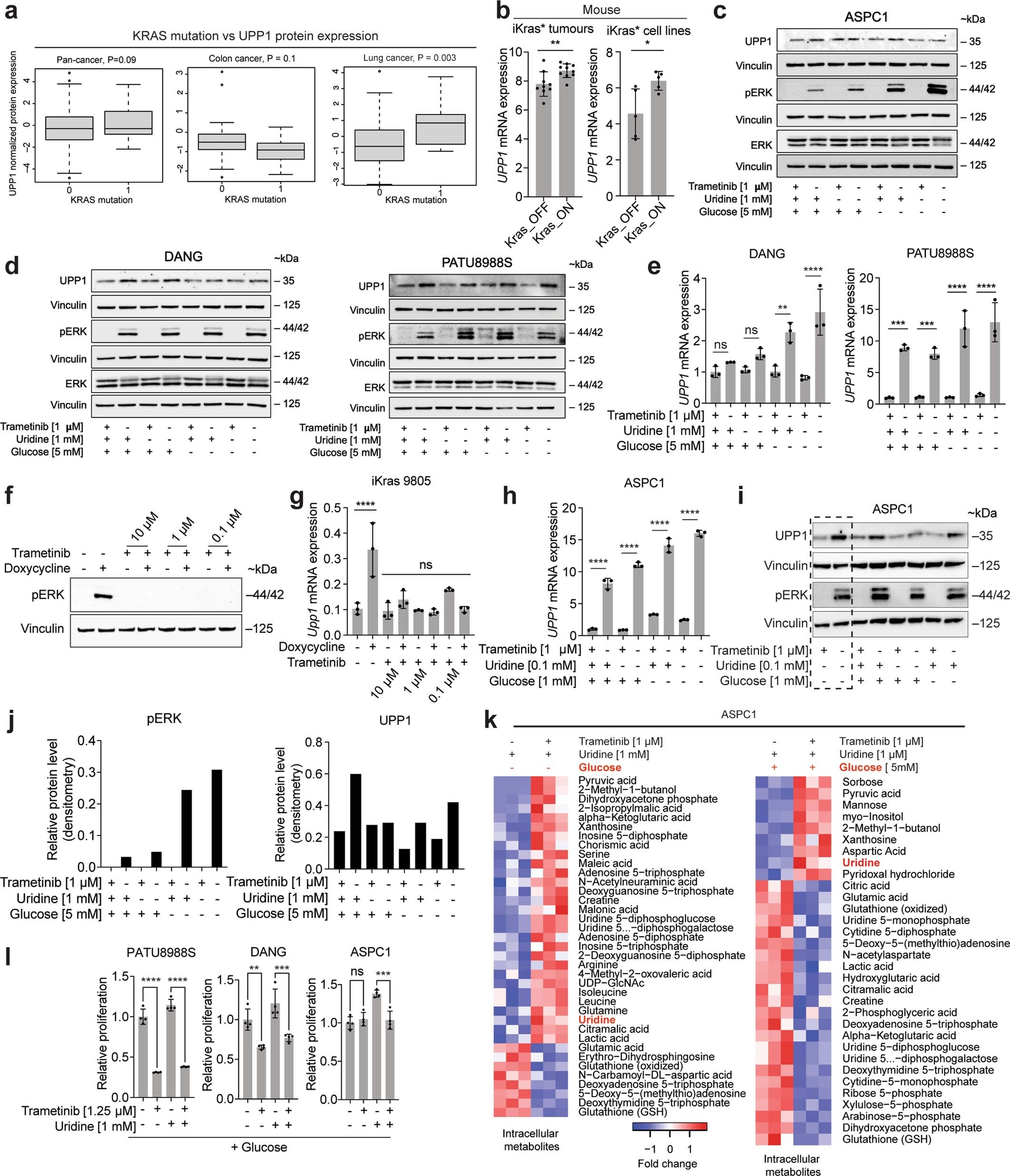 Extended Data Fig. 8: KRAS-MAPK pathway activation and nutrient availability drive UPP1 expression.