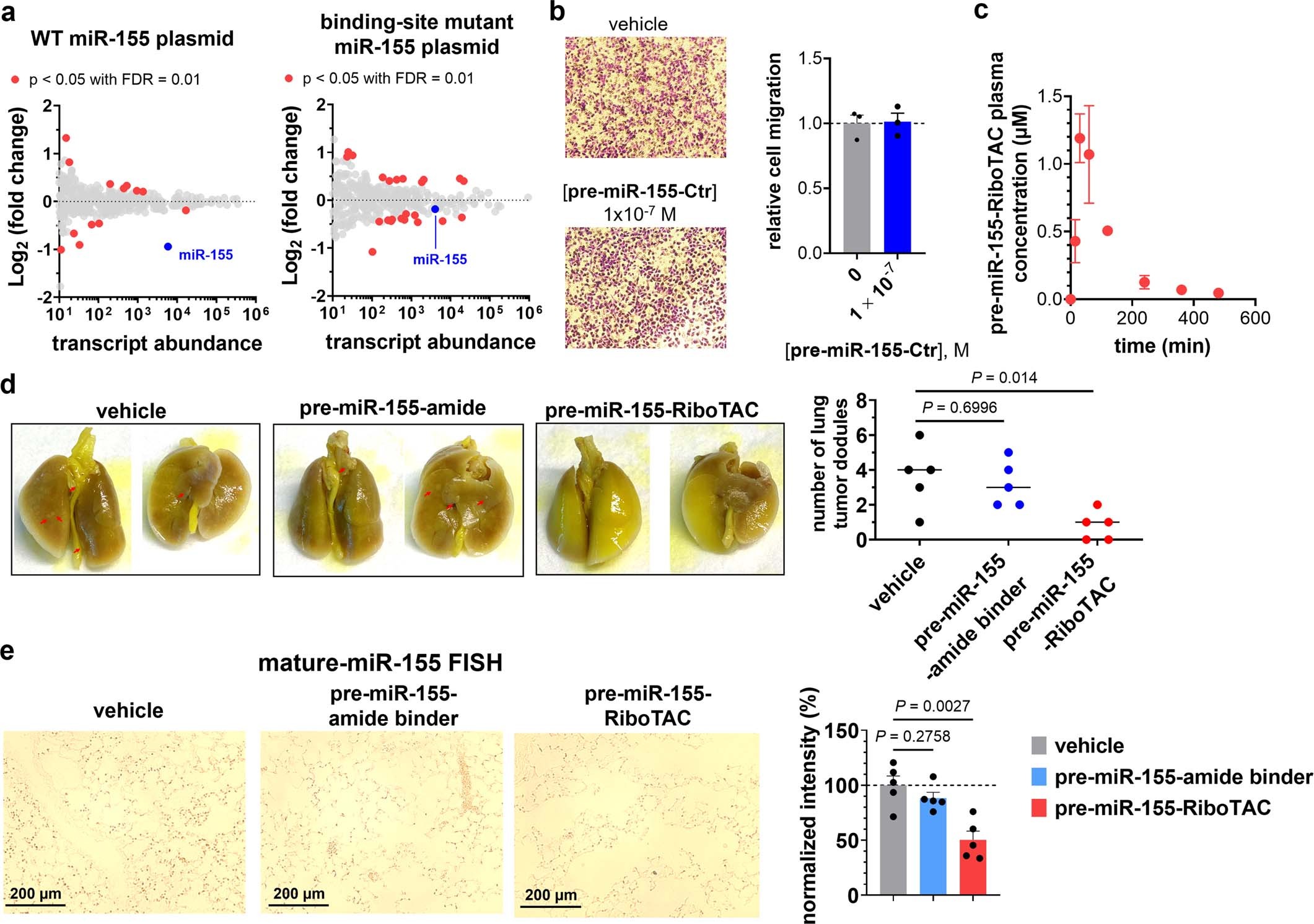 Extended Data Fig. 8: Cellular and in vivo activity of pre-miR-155-RiboTAC and its derivatives.