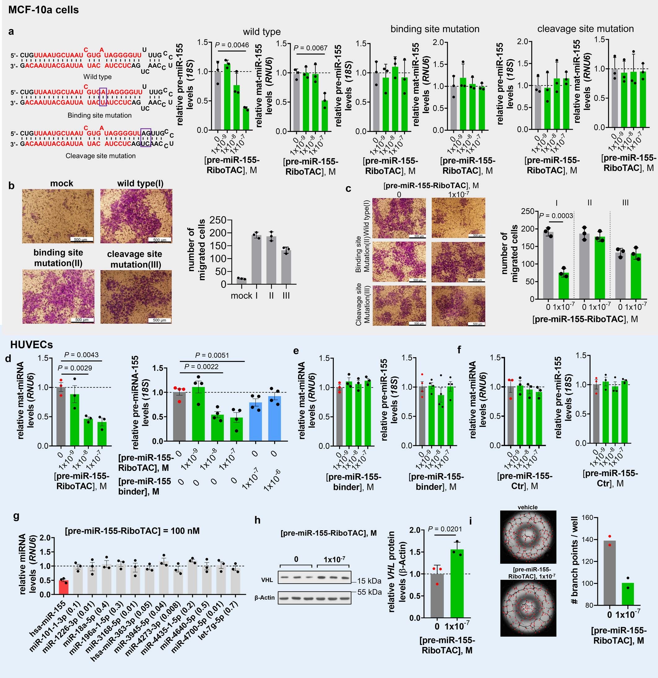 Extended Data Fig. 9: Cellular activity of pre-miR-155-RiboTAC in MCF-10a cells overexpressing miR-155 and in HUVECs.