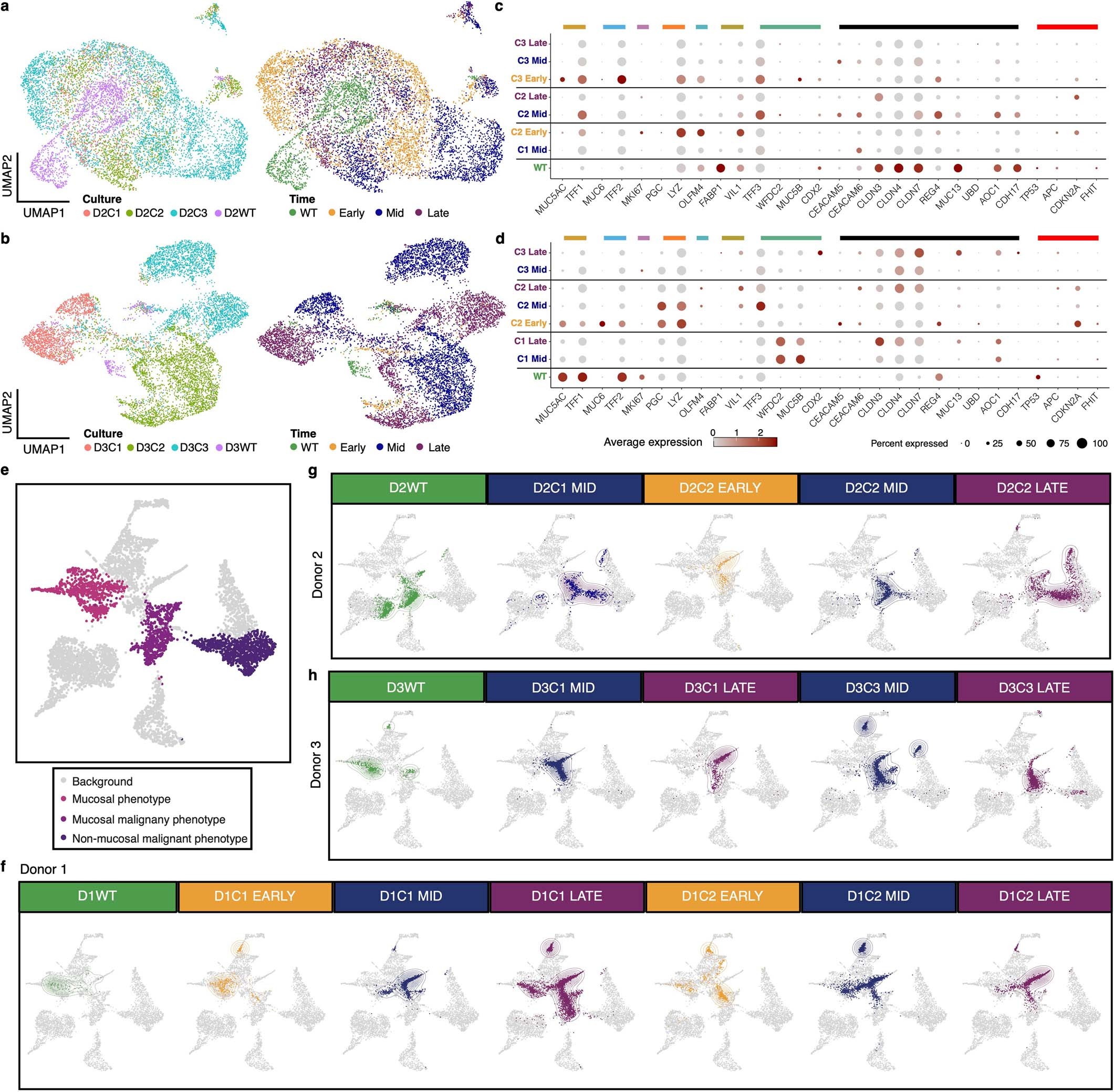 Extended Data Fig. 5: Latent Semantic Index (LSI) projection of gastric organoids onto gastric tissue dataset.