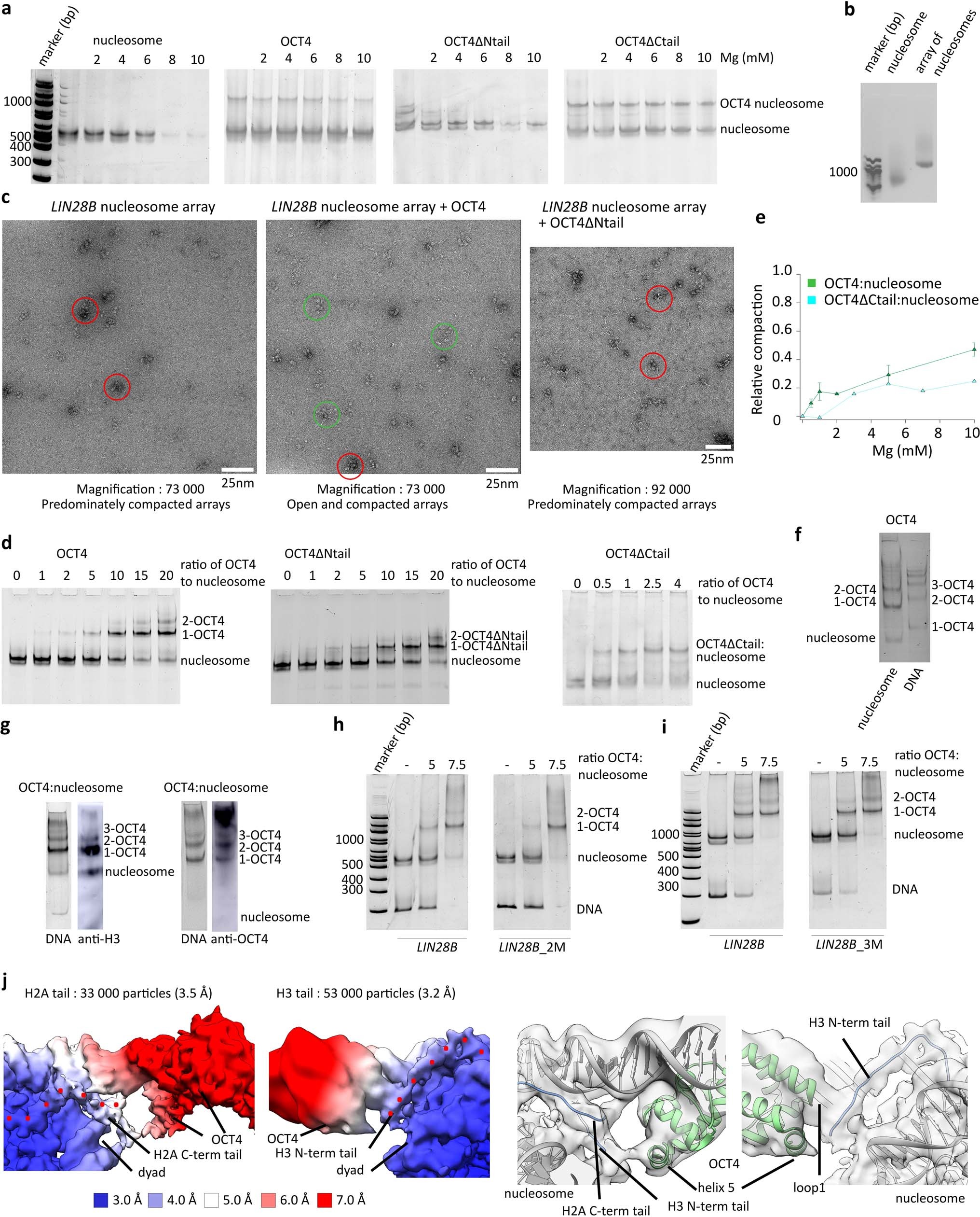 Extended Data Fig. 5: N-terminal disordered region of OCT4 is required for chromatin de-compaction.