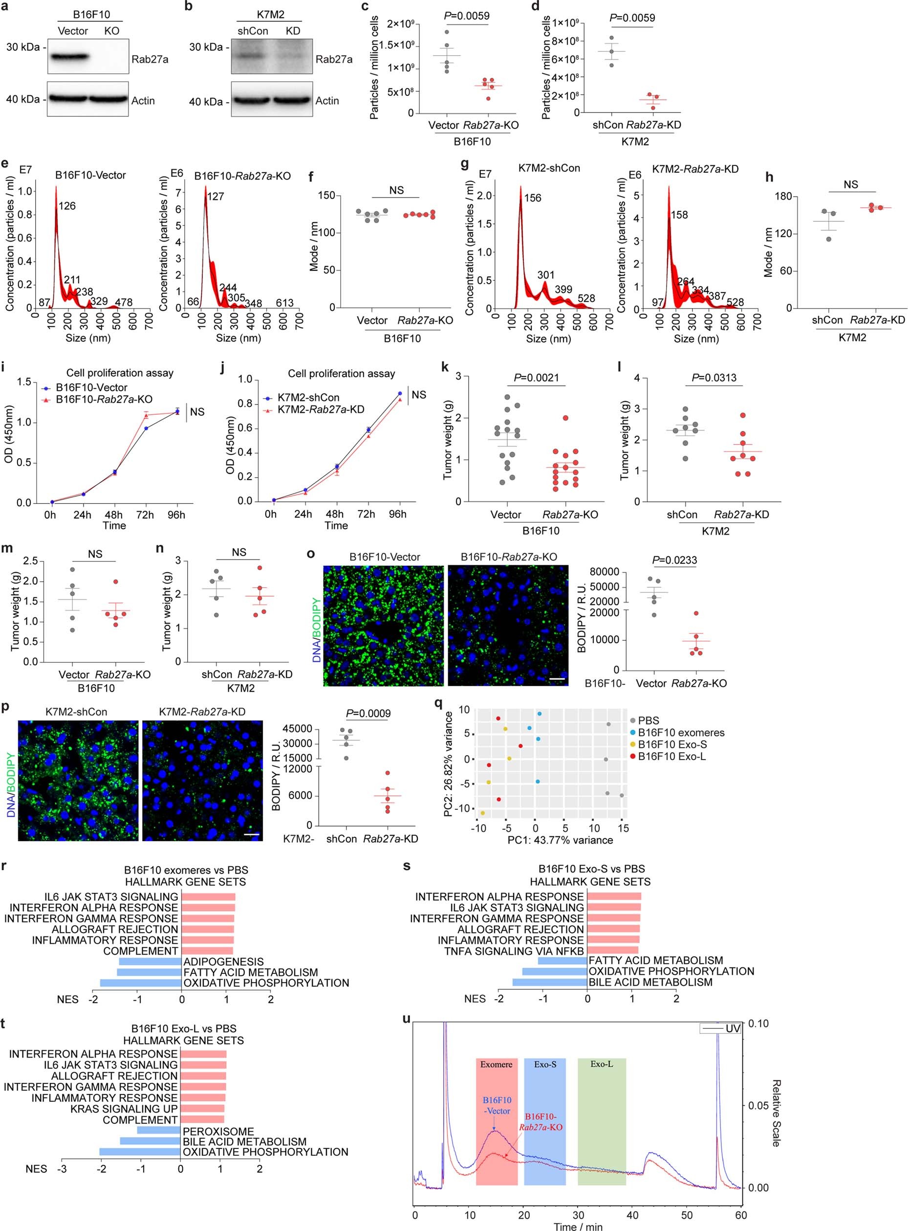 Extended Data Fig. 6: Ablation of Rab27a expression suppresses EVP secretion from tumour cells.
