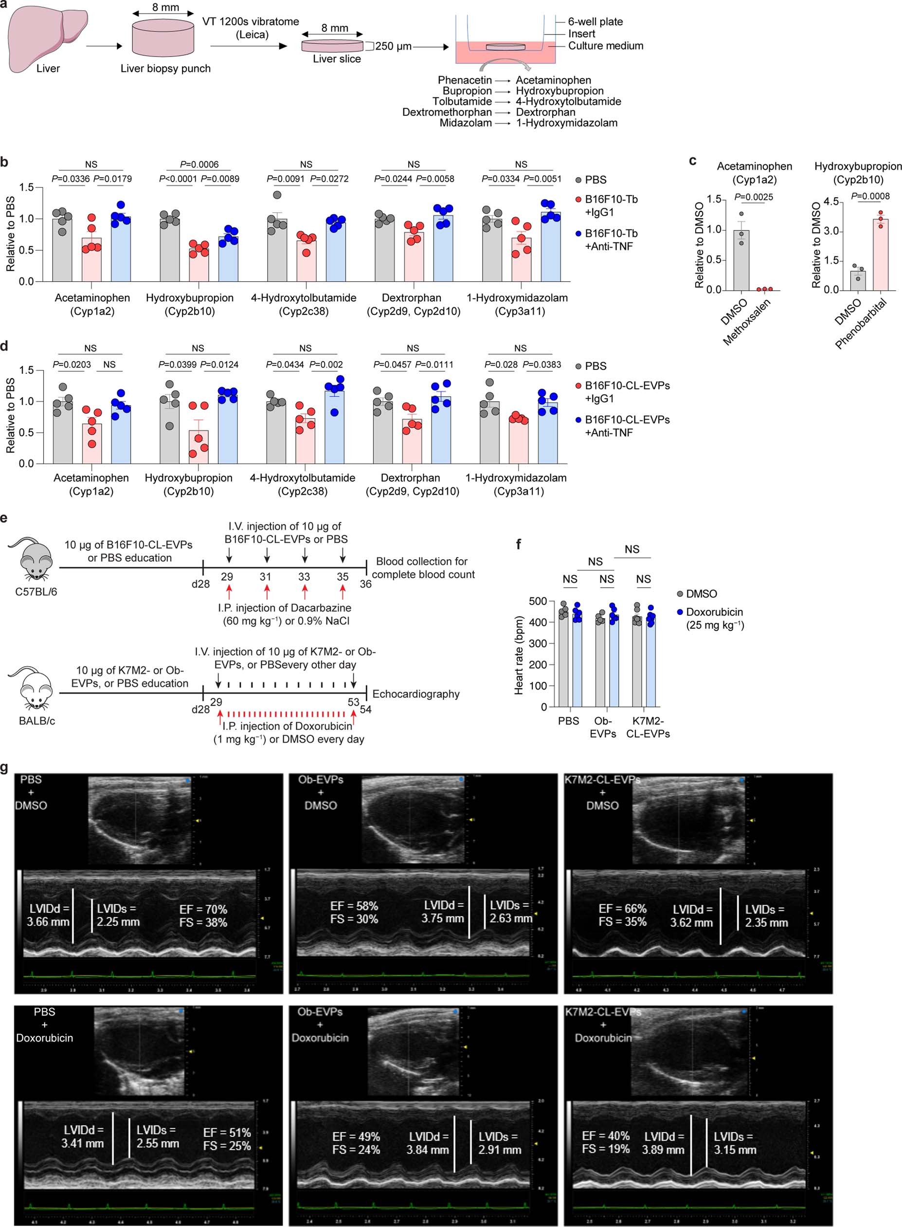 Extended Data Fig. 11: Tumour EVPs suppress liver drug metabolism and enhance chemotoxicity.