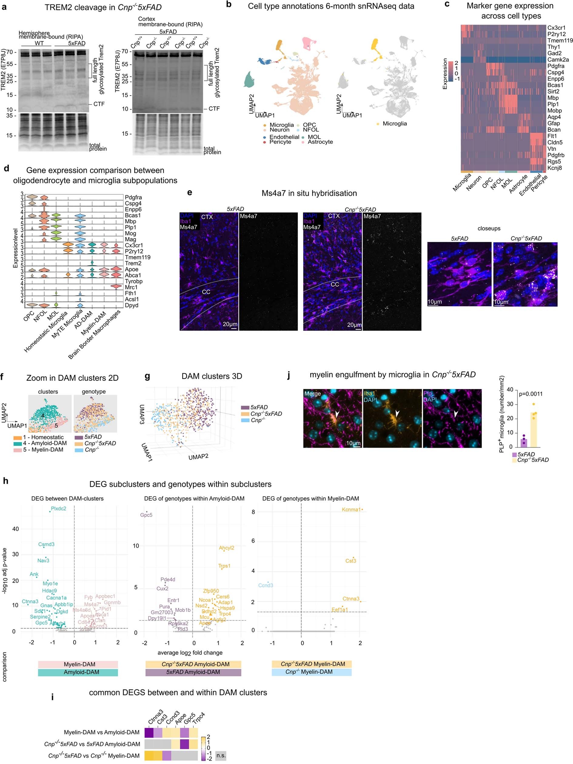 Extended Data Fig. 9: snRNA-seq analysis of Cnp−/− 5xFAD and respective single mutant controls.