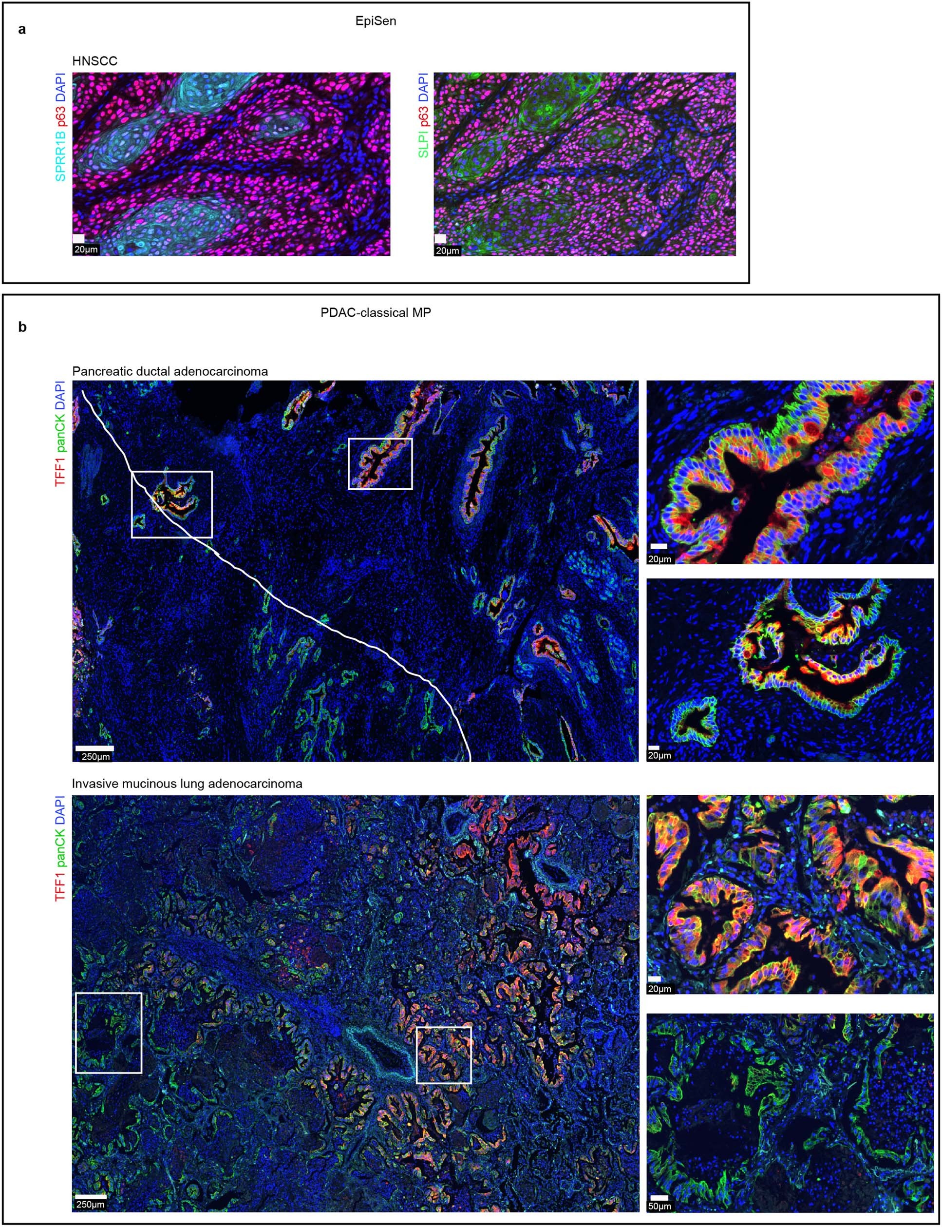Extended Data Fig. 6