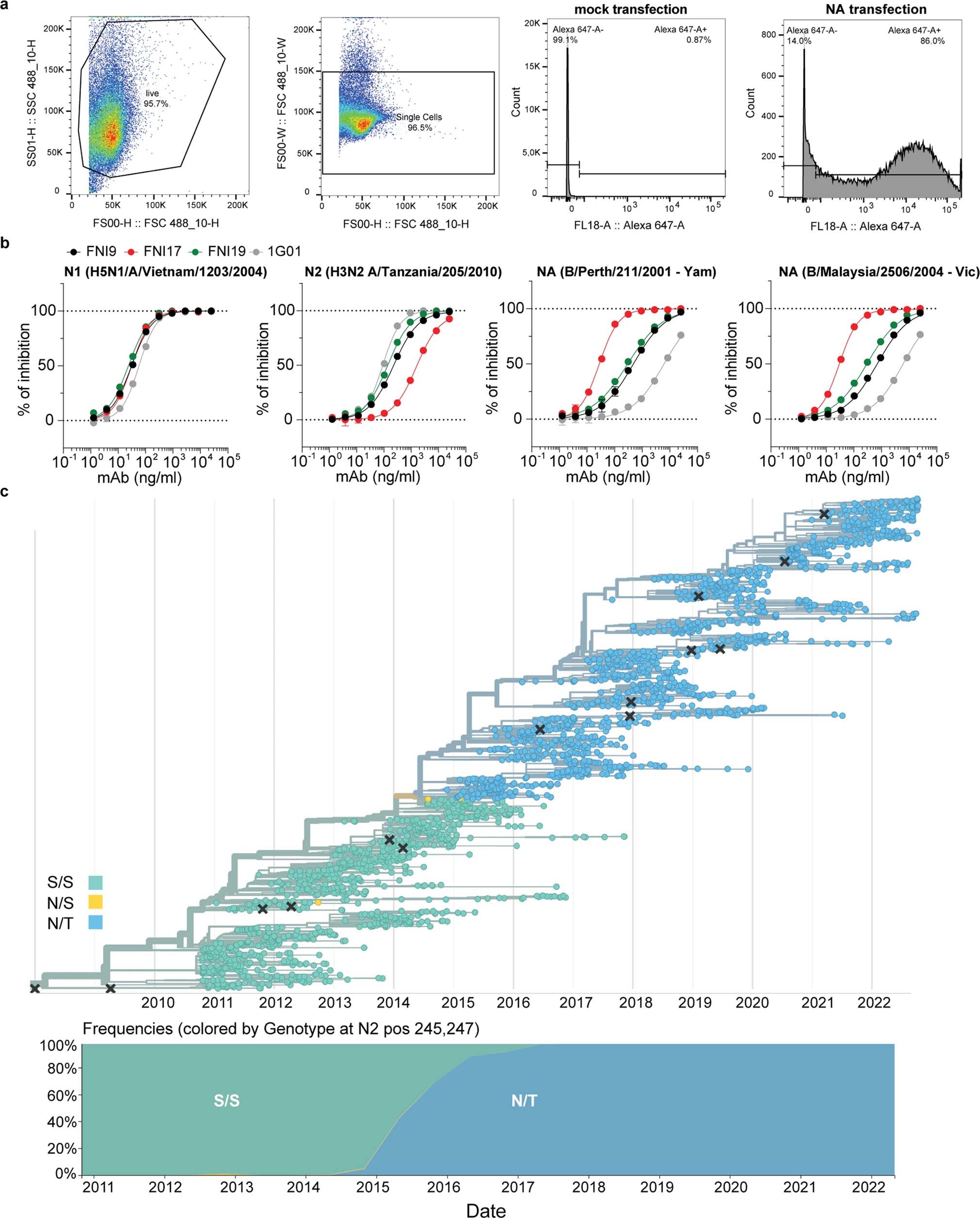 Extended Data Fig. 2: Breadth of FNI mAbs across the Influenza A and B viruses.