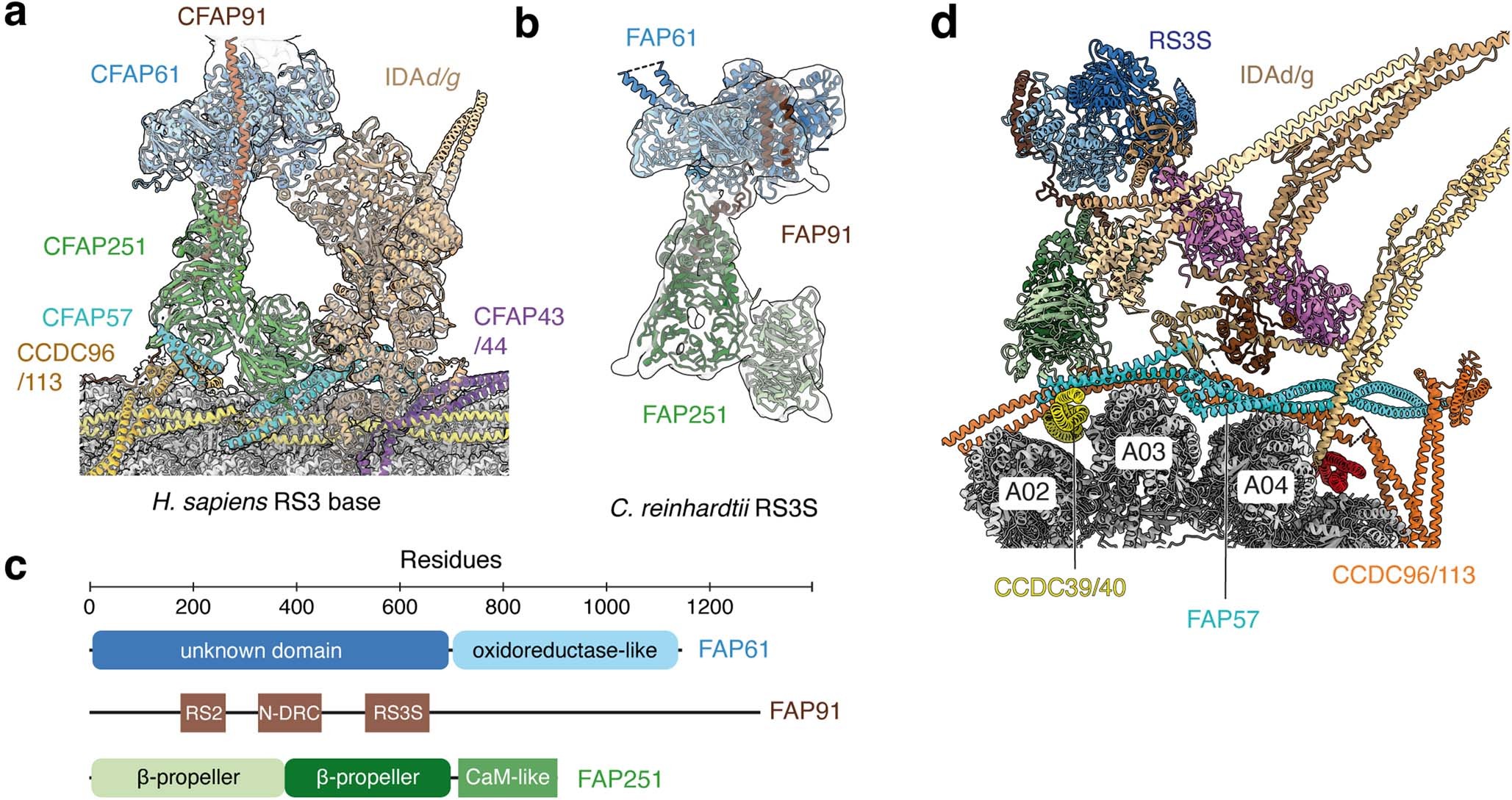 Extended Data Fig. 6: Radial spoke 3 (RS3).