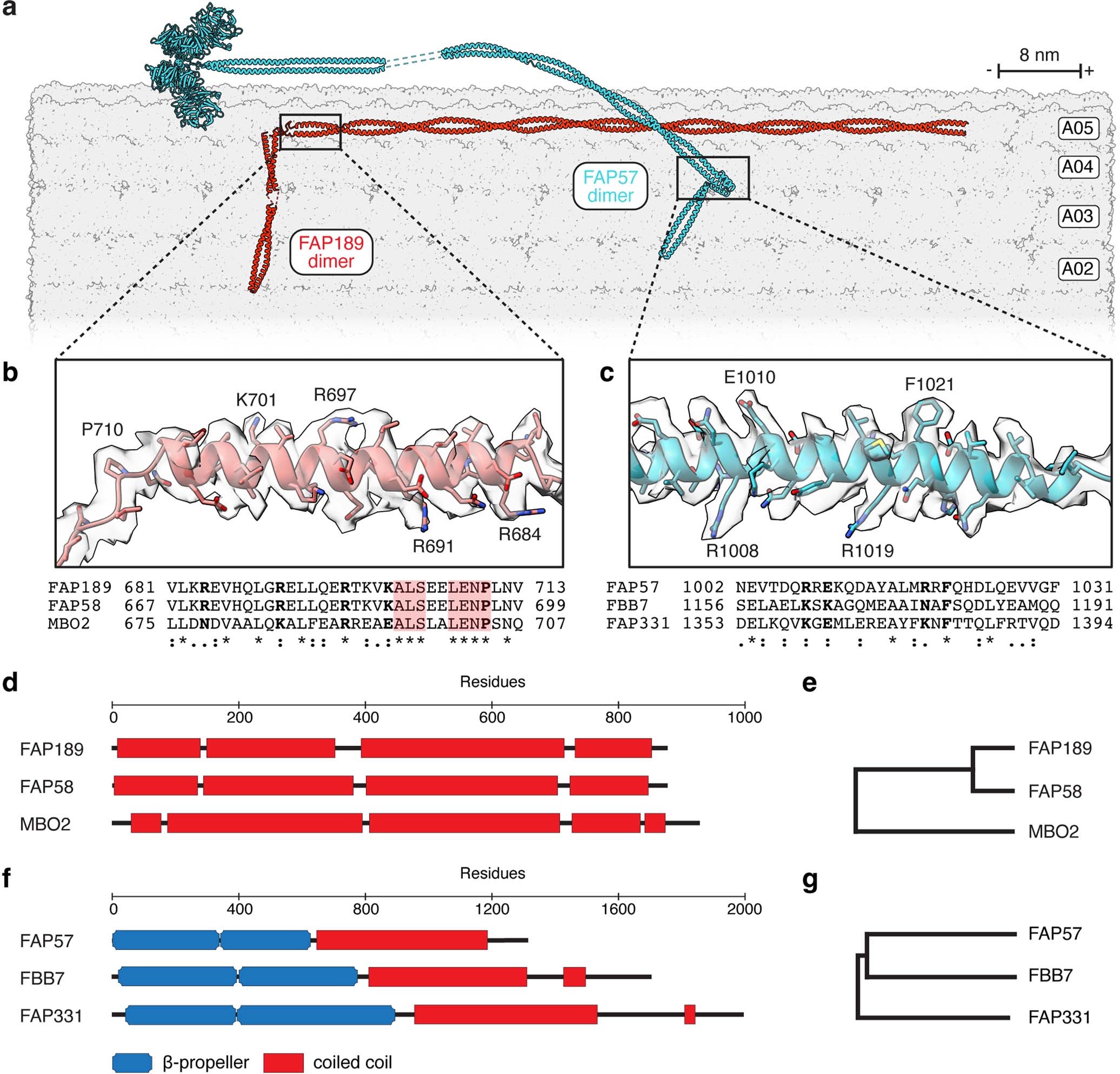 Extended Data Fig. 8: Coiled-coil docking factors potentially contribute to axonemal asymmetry.