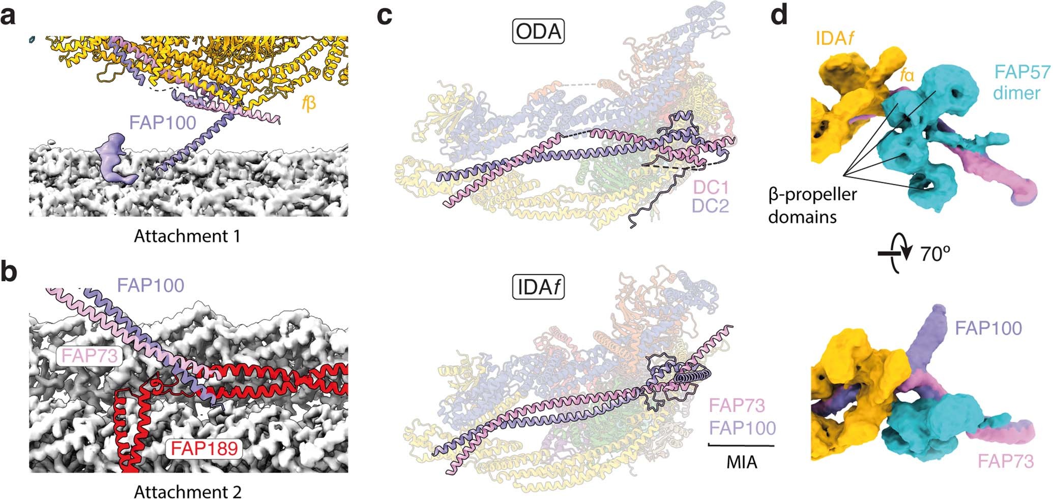Extended Data Fig. 2: The C. reinhardtii MIA complex contributes to the docking of inner dynein arm f (IDAf) to the doublet microtubule (DMT).