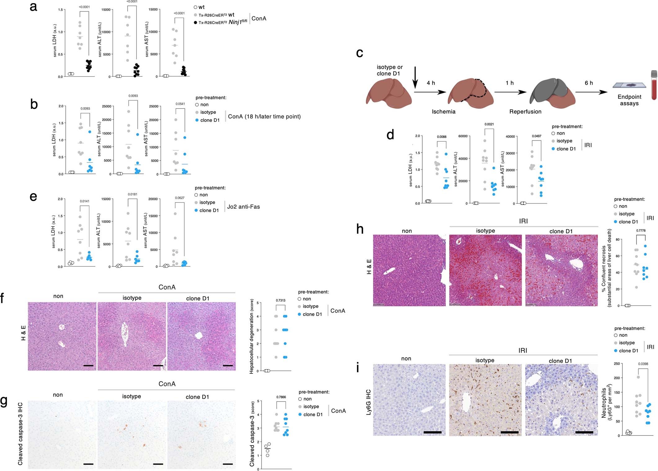 Extended Data Fig. 7: Clone D1 limits NINJ1-dependent PMR and inflammation in hepatitis models.