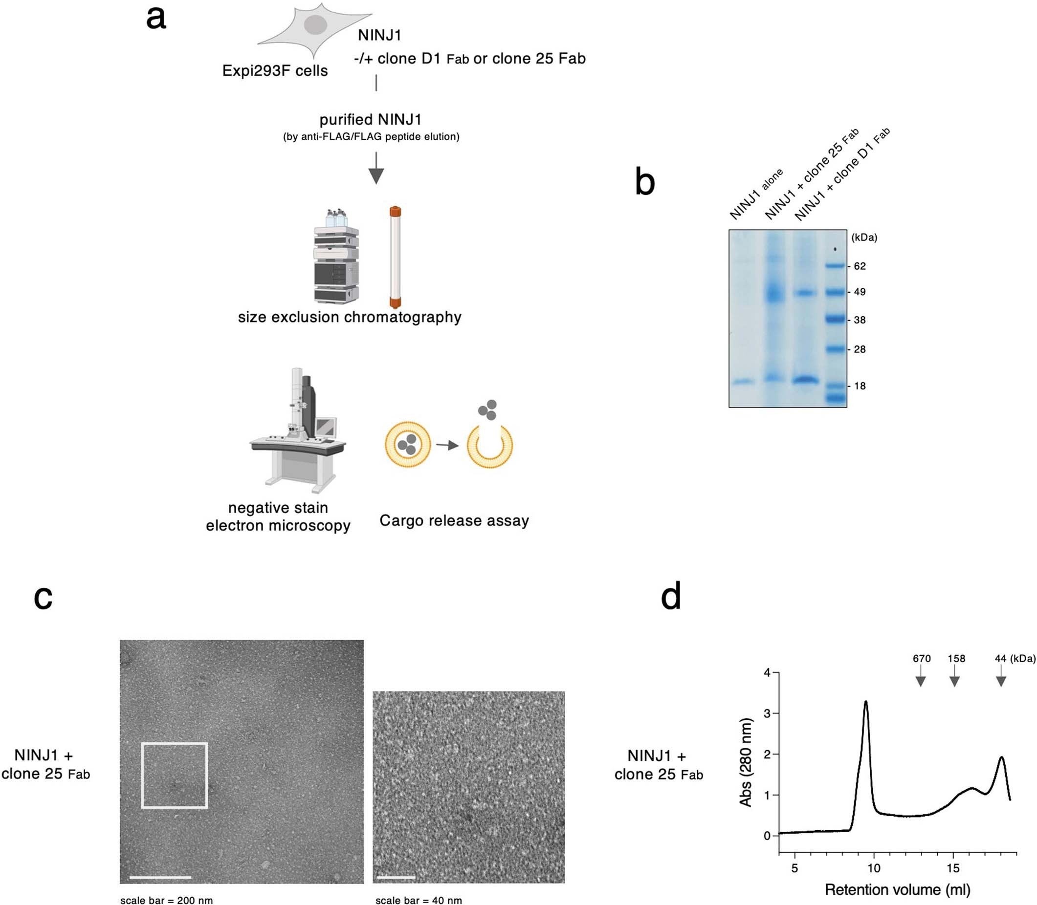 Extended Data Fig. 3: Biochemical analysis for NINJ1-anti-NINJ1 Fab complex.