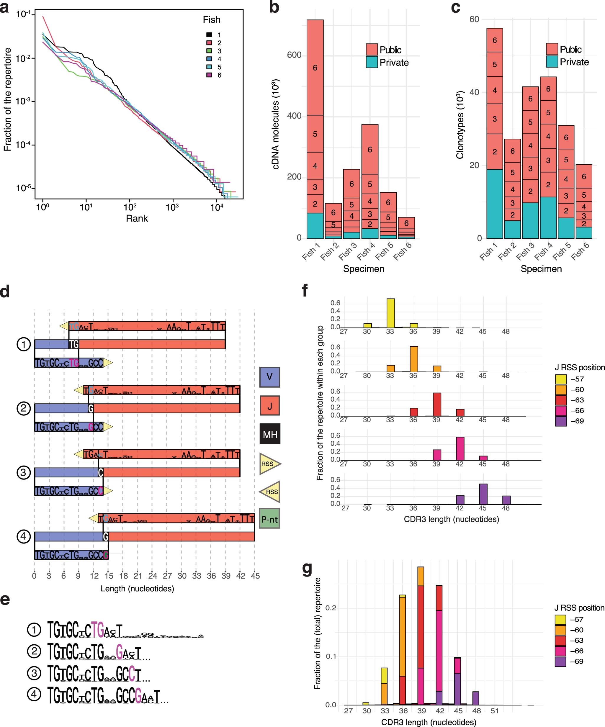Extended Data Fig. 4: Microhomology-directed recombination of tra of D. rerio.