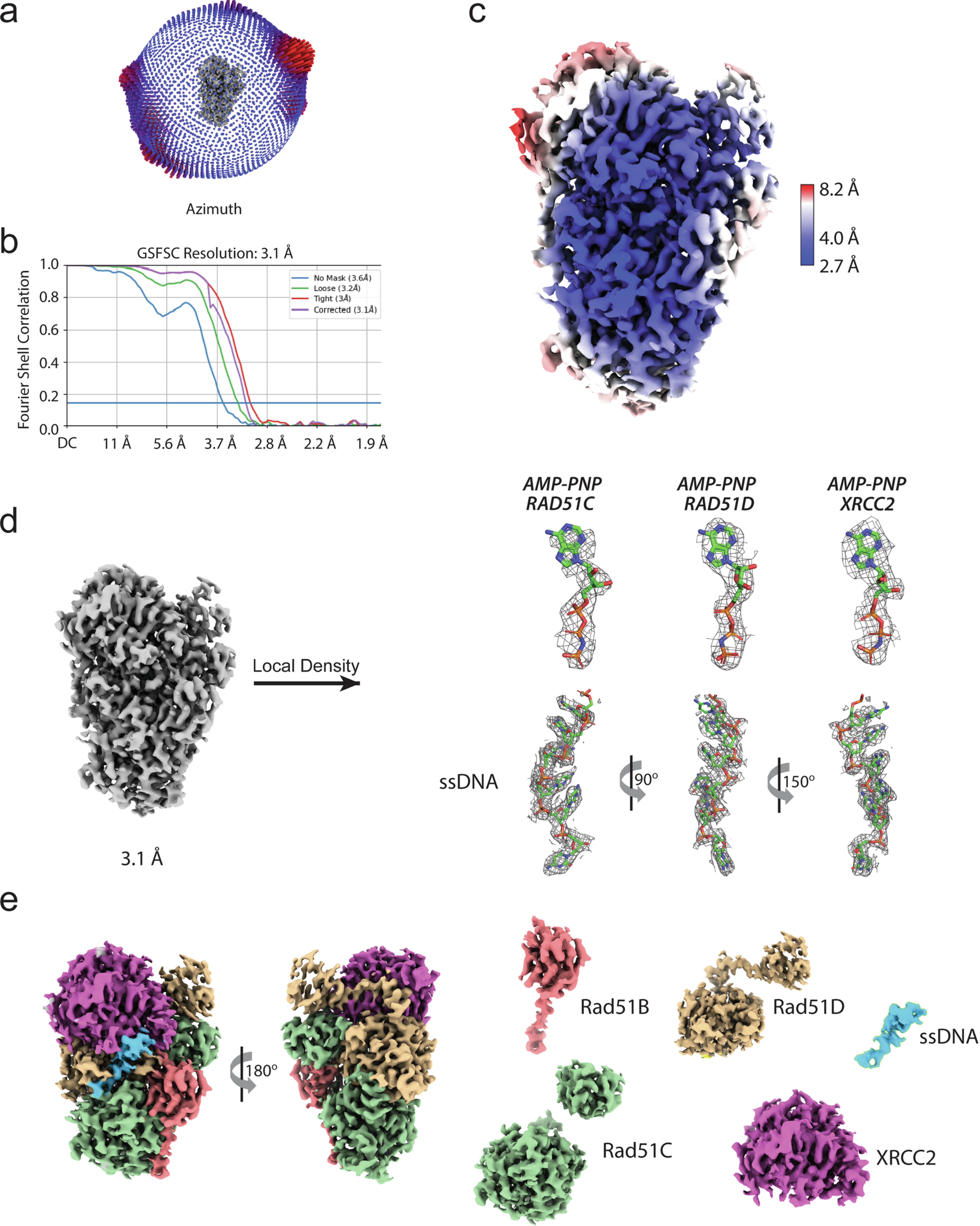 Extended Data Fig. 6: Quality of the BCDX2-ssDNA complex cryo-EM reconstruction.