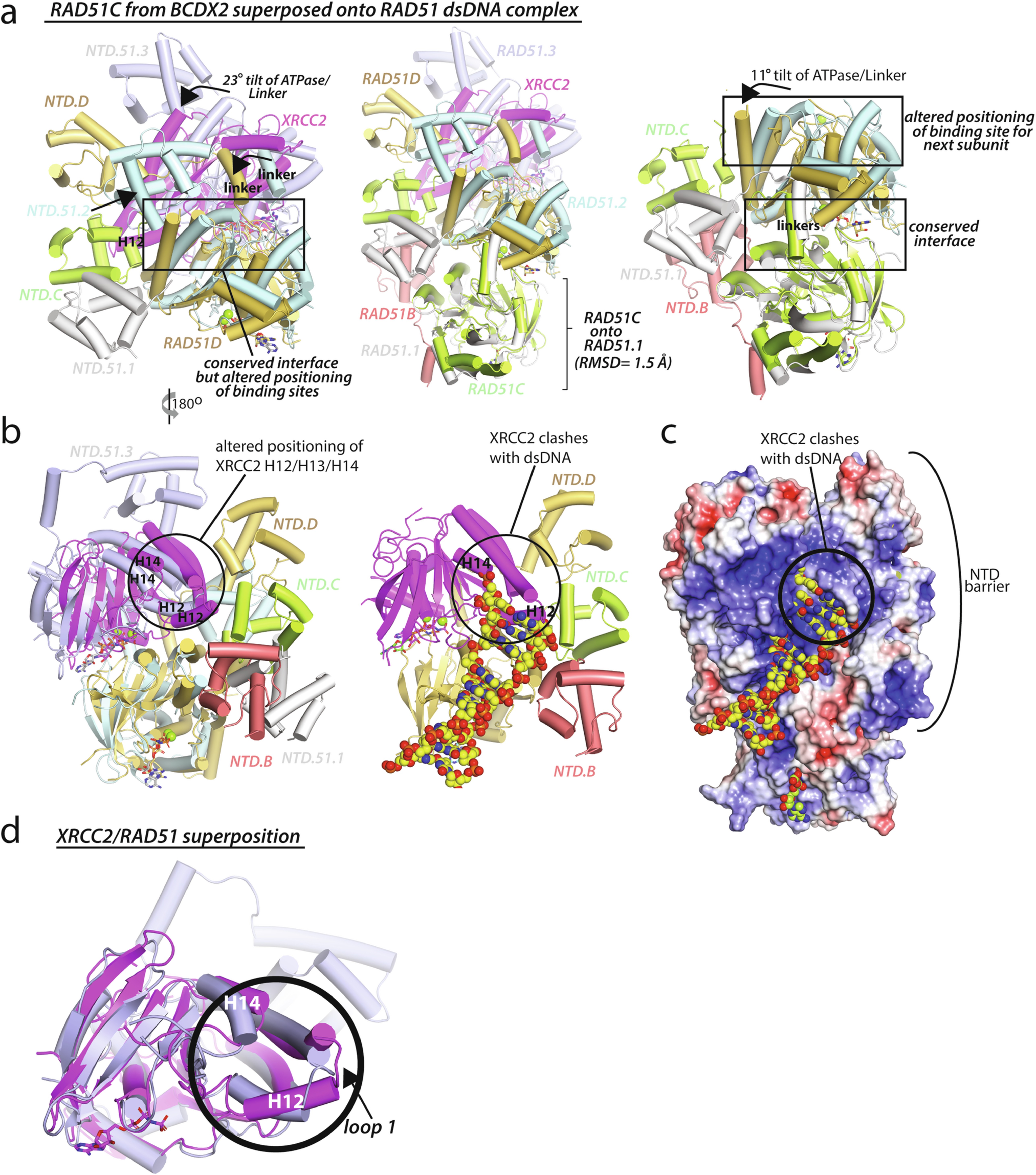 Extended Data Fig. 7: A potential mechanism for the ssDNA binding specificity of BCDX2.