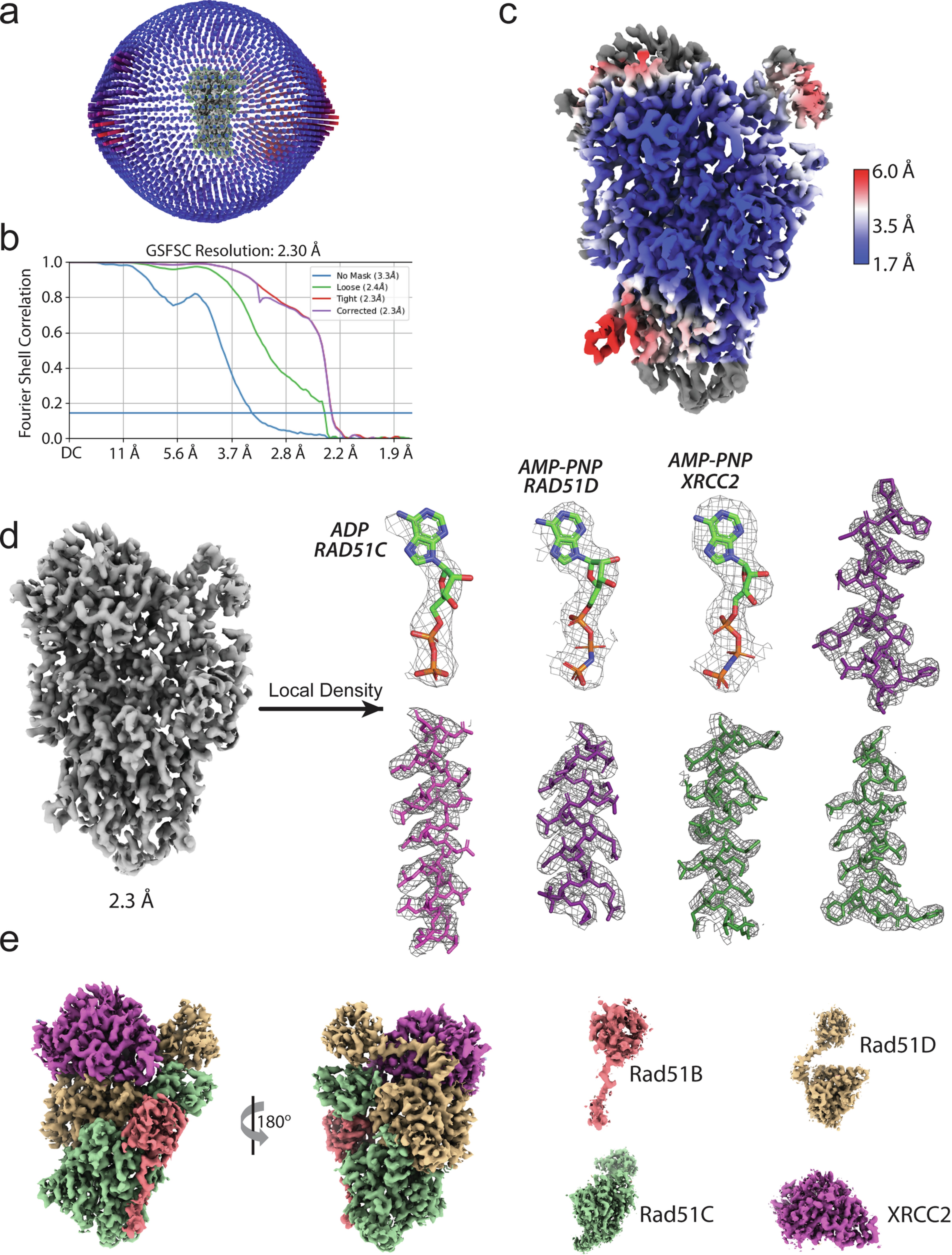 Extended Data Fig. 2: Quality of the apo BCDX2 complex cryo-EM reconstruction.