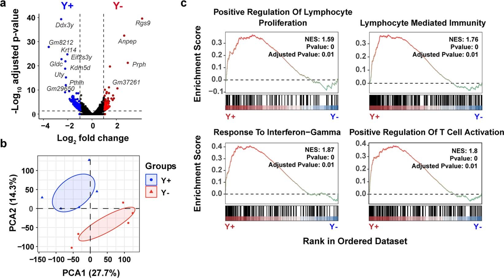 Extended Data Fig. 4: Increased lymphocyte activation in Y+ tumors.