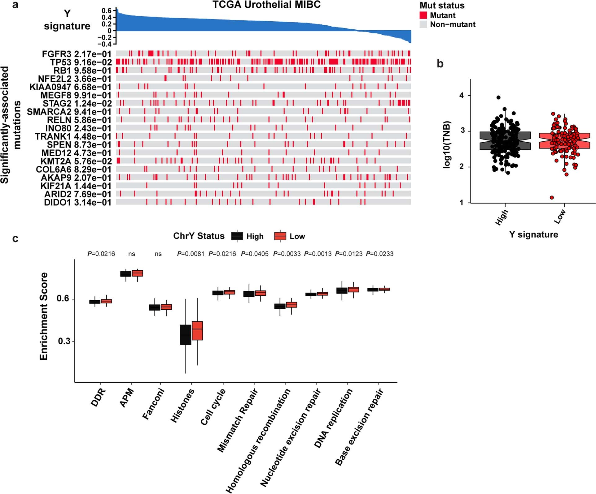 Extended Data Fig. 8: DDR-related pathways in TCGA Ylow vs. Yhigh BC.