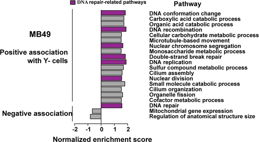 Extended Data Fig. 9: Defective DDR pathway activation in Y- MB49 cells.