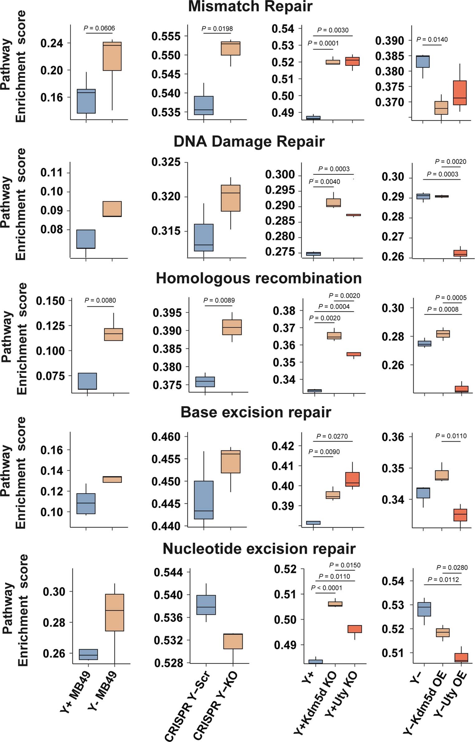 Extended Data Fig. 10: Elevated genomic instability in LOY, Uty KO, and Kdm5d KO MB49 lines.