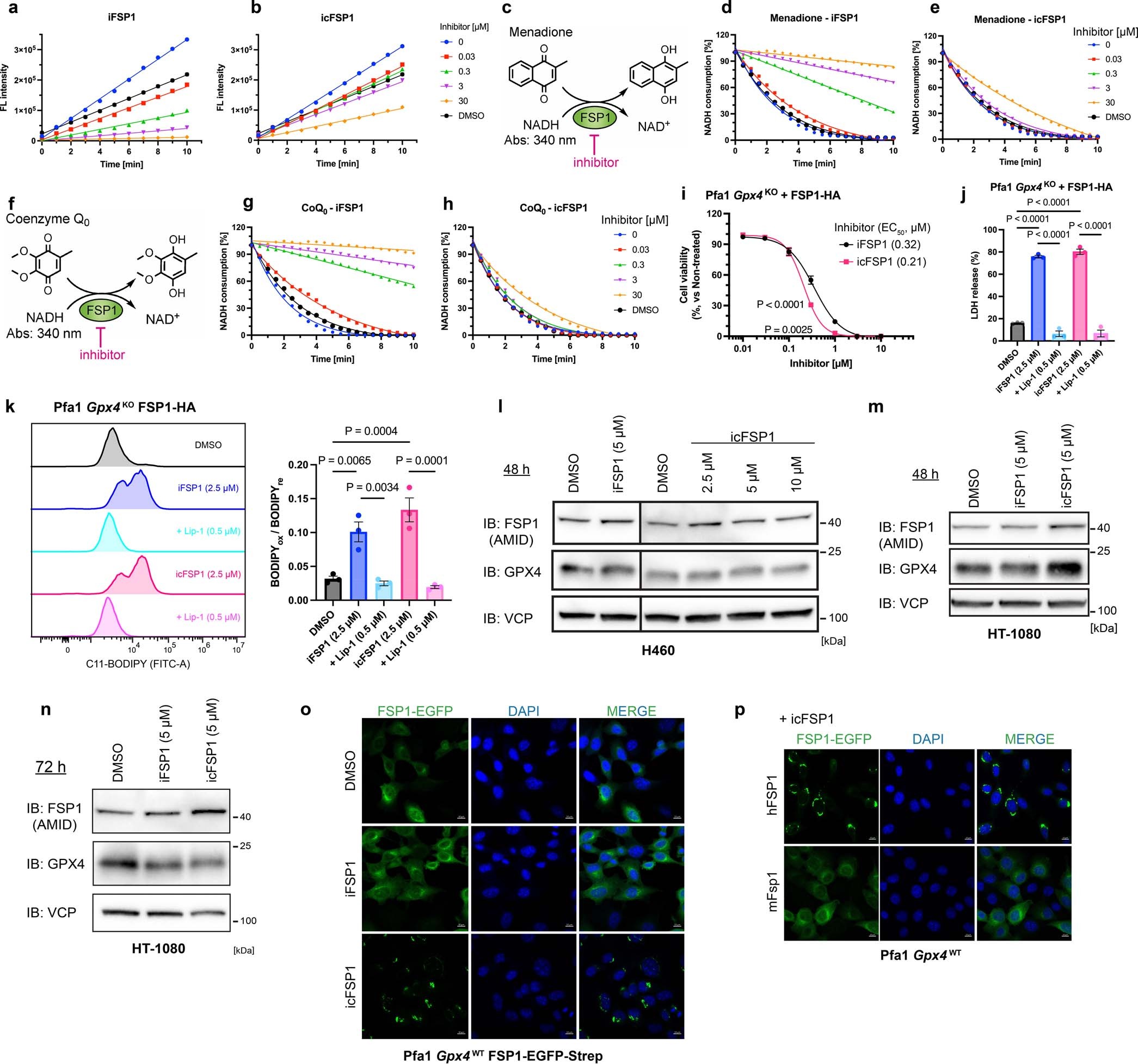 Extended Data Fig. 3: icFSP1 has no impact on FSP1 enzyme activity and expression.