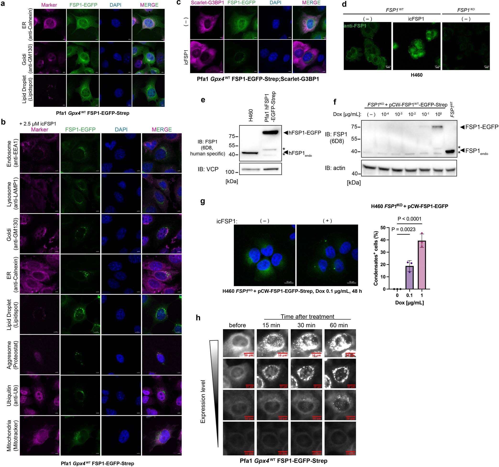 Extended Data Fig. 4: FSP1 condensates do not localize to specific organelles.