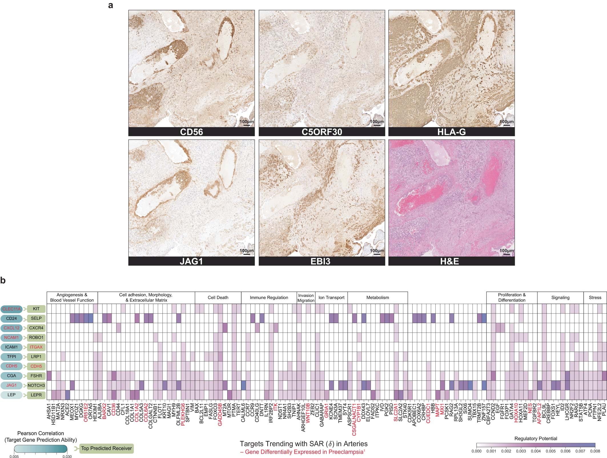 Extended Data Fig. 10: EVT- artery interactions.