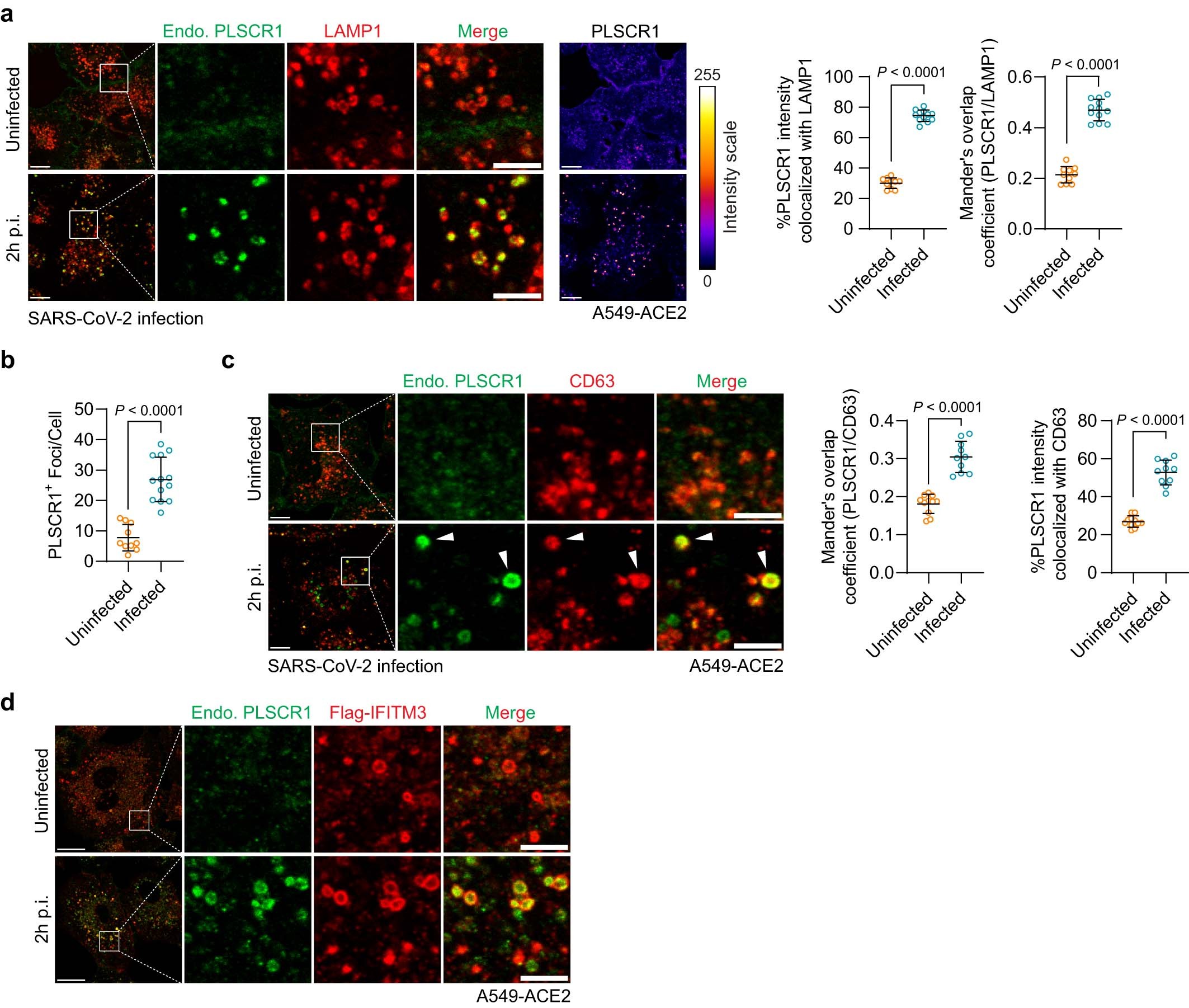 Extended Data Fig. 7: Comparison of PLSCR1 with other endolysosomal membrane proteins during SARS-CoV-2 infection.