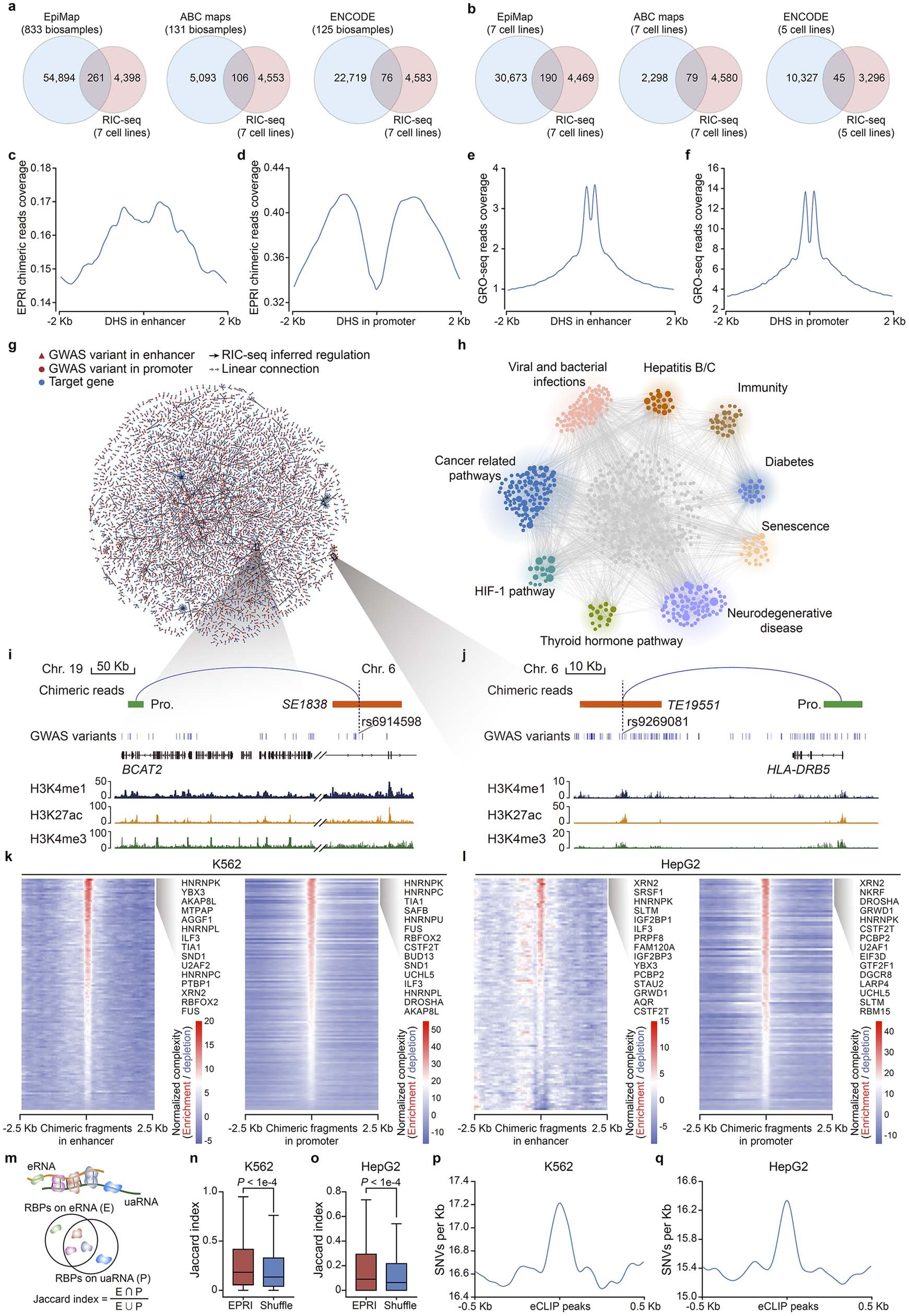 Extended Data Fig. 8: Regulatory mechanisms of GWAS identified noncoding variants.