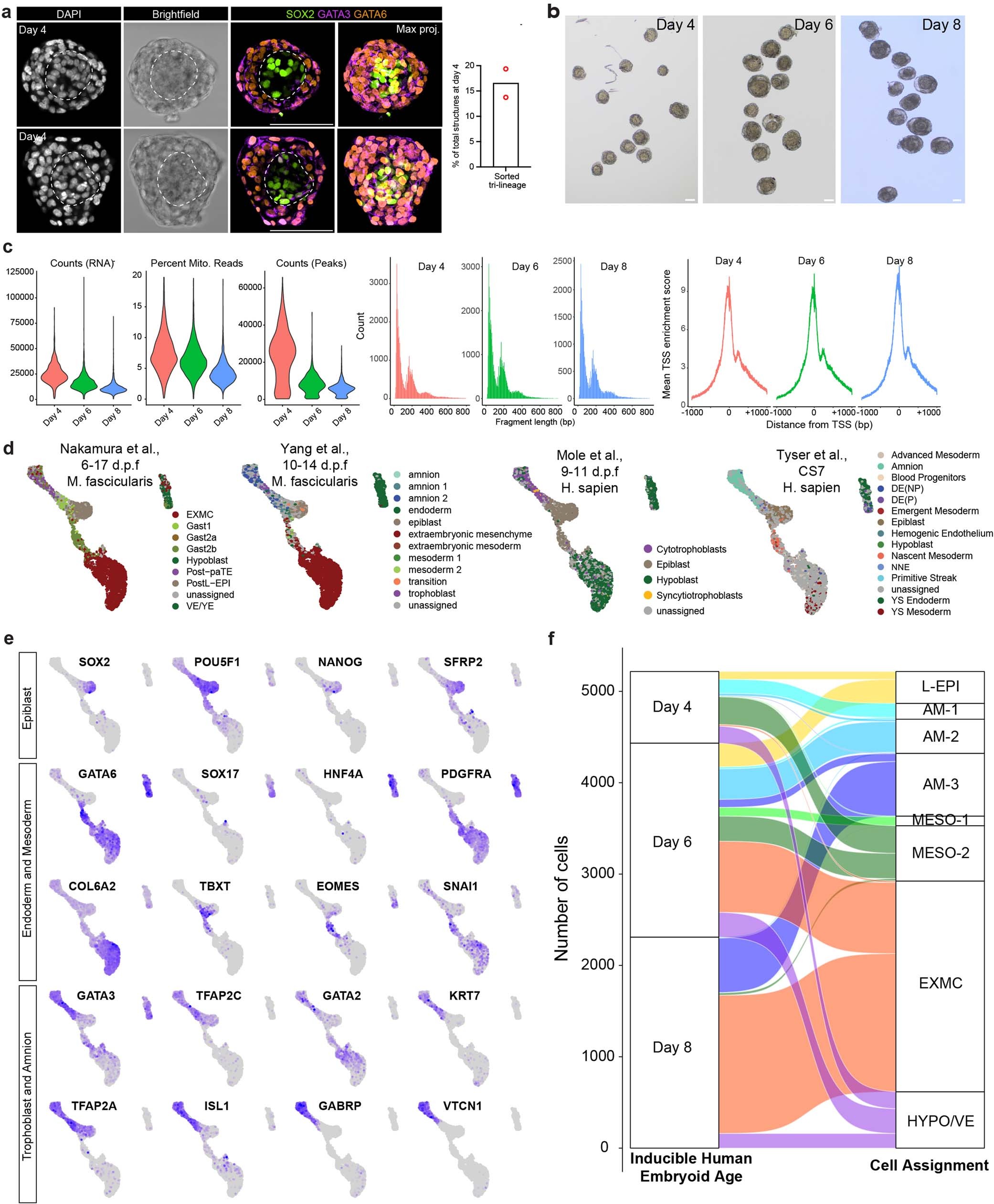 Extended Data Fig. 5: Post-implantation human embryo-like model cluster identification.