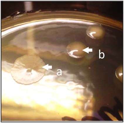 Extended Data Fig. 3: Morphotype of the oxygen adapted F. prausnitzii DSM 32379.