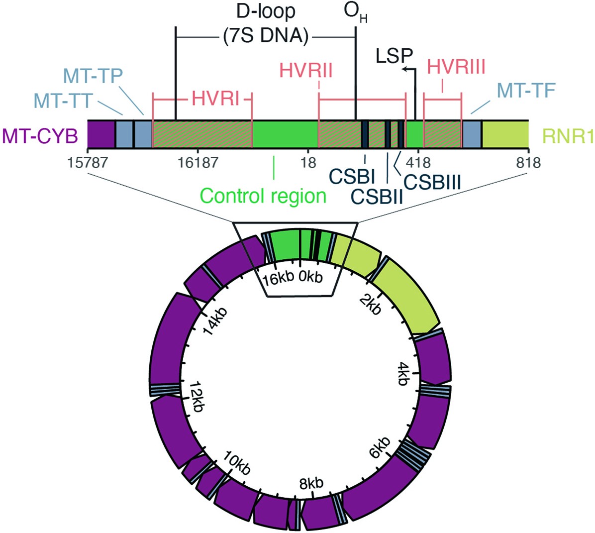 Extended Data Fig. 7: Organization of the mtDNA non-coding region.