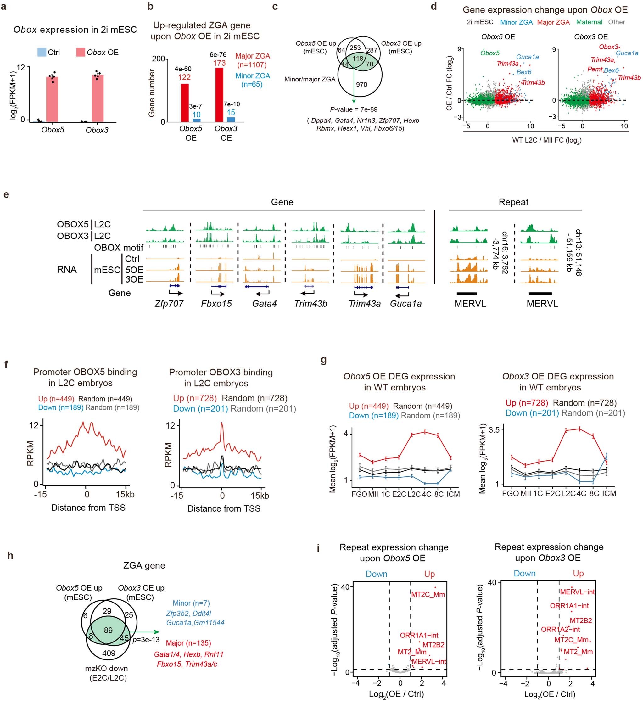 Extended Data Fig. 9: Obox overexpression activated ZGA genes and MERVL in 2i mESCs.